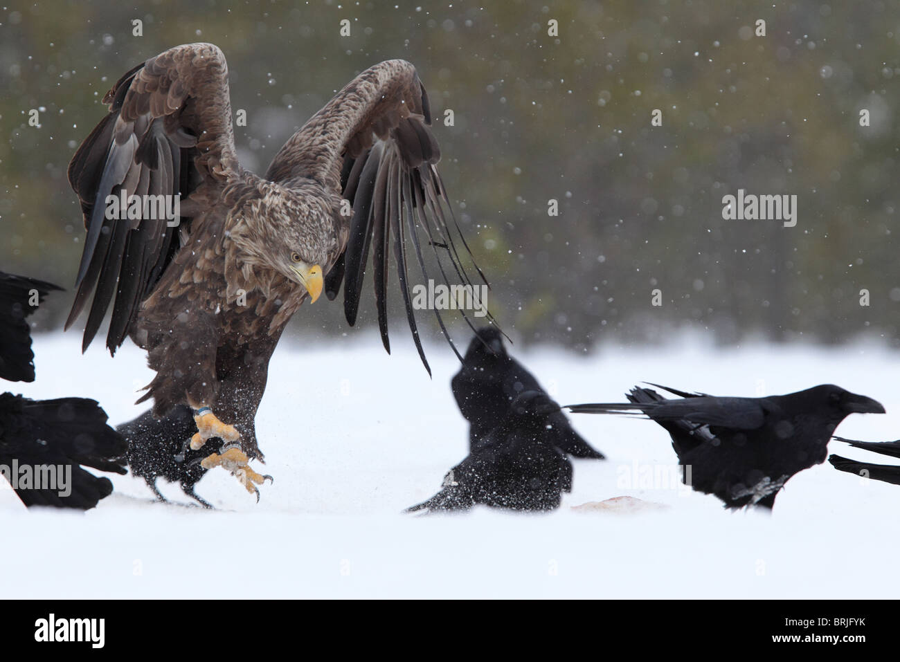 Adultes sauvages à queue blanche (Haliaetus albicilla) et le Corbeau (Corvus corax) dans la neige. L'Europe Banque D'Images