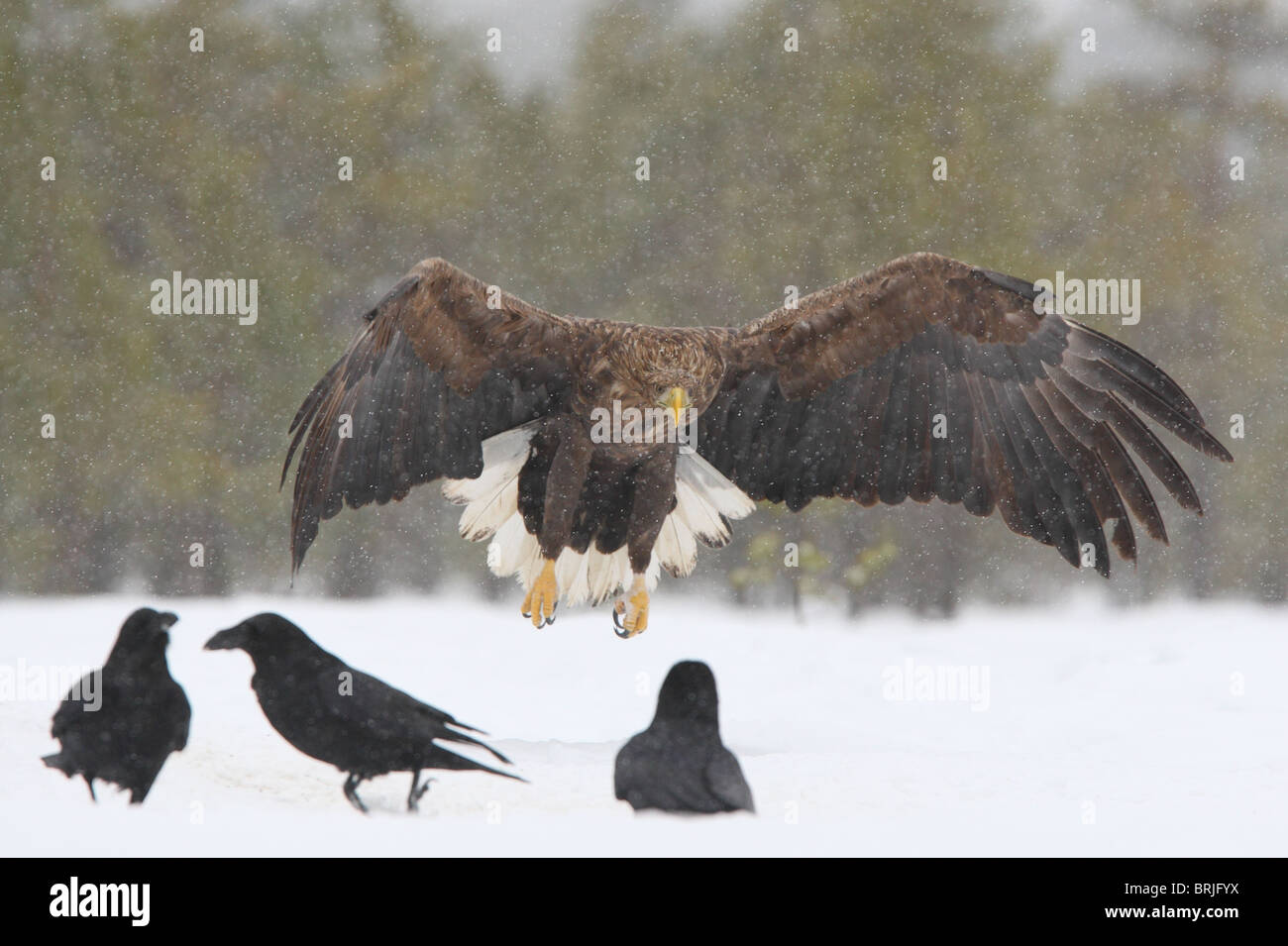 Adultes sauvages à queue blanche (Haliaetus albicilla) et le Corbeau (Corvus corax). L'Europe, l'Estonie Banque D'Images