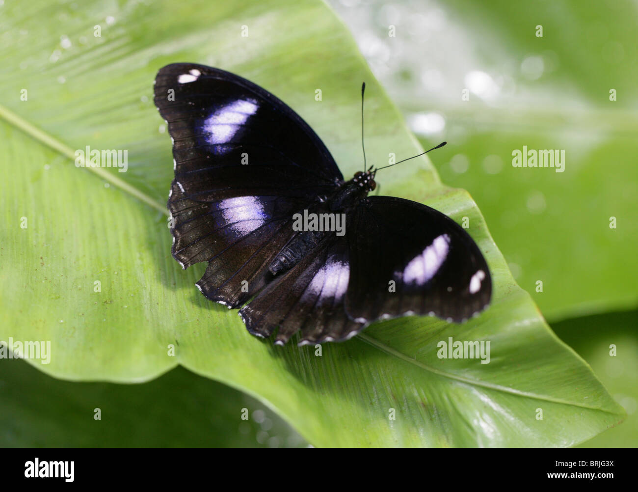 Grand commun Papillon Gold Music (mâle), Hypolimnas bolina, Nymphalidae, Malaisie, Asie du sud-est et la Nouvelle-Zélande Banque D'Images
