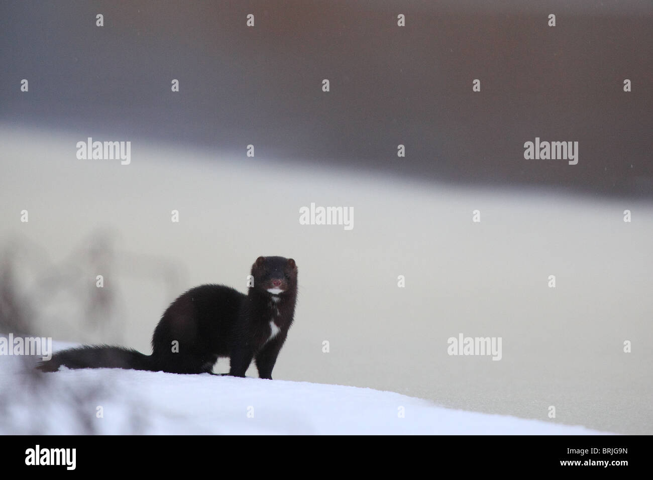Vison (Mustela vison) sur la berge. L'Europe. Banque D'Images