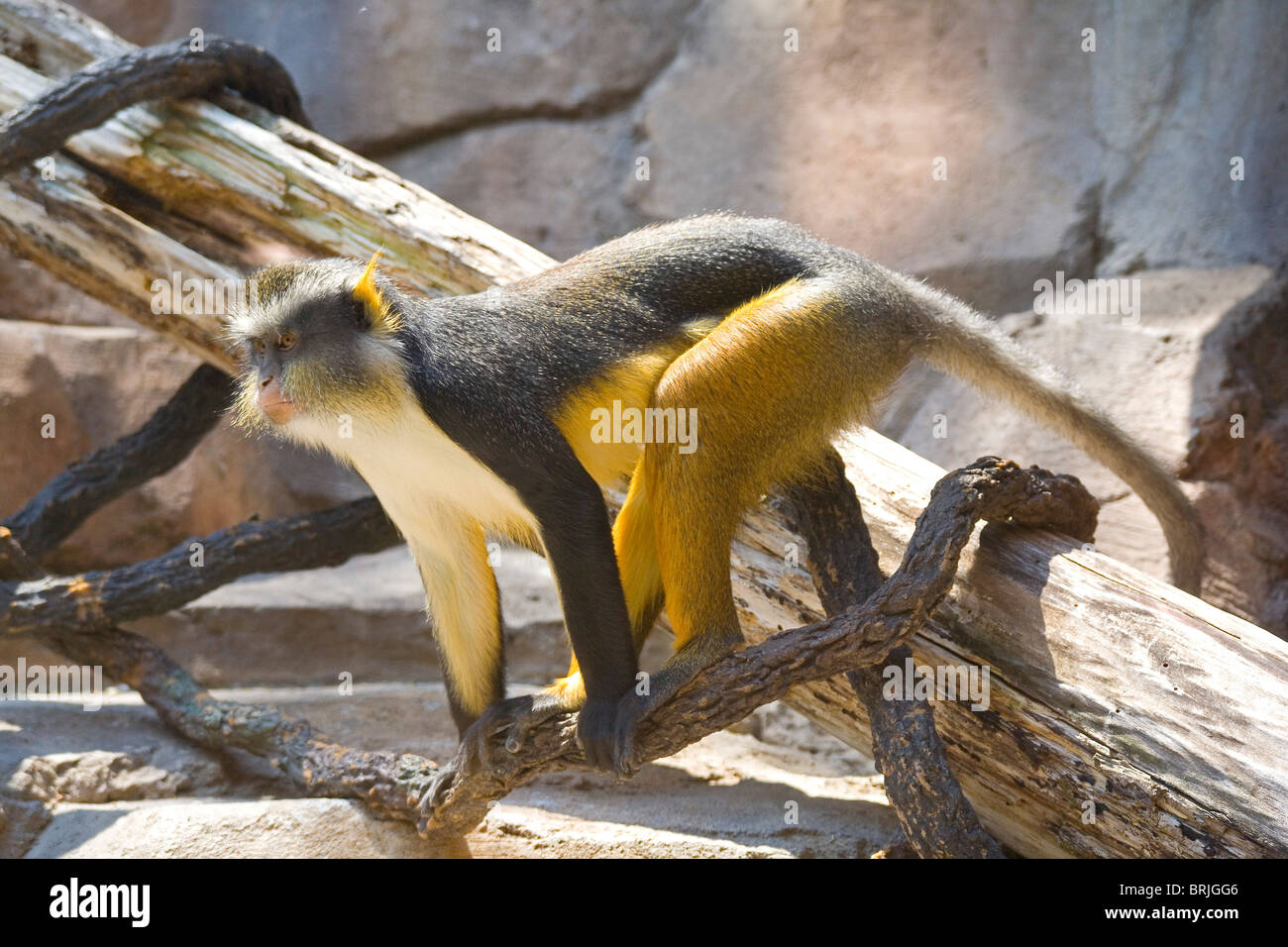 Henry Doorly Zoo - Wolf's Mona Monkey Banque D'Images