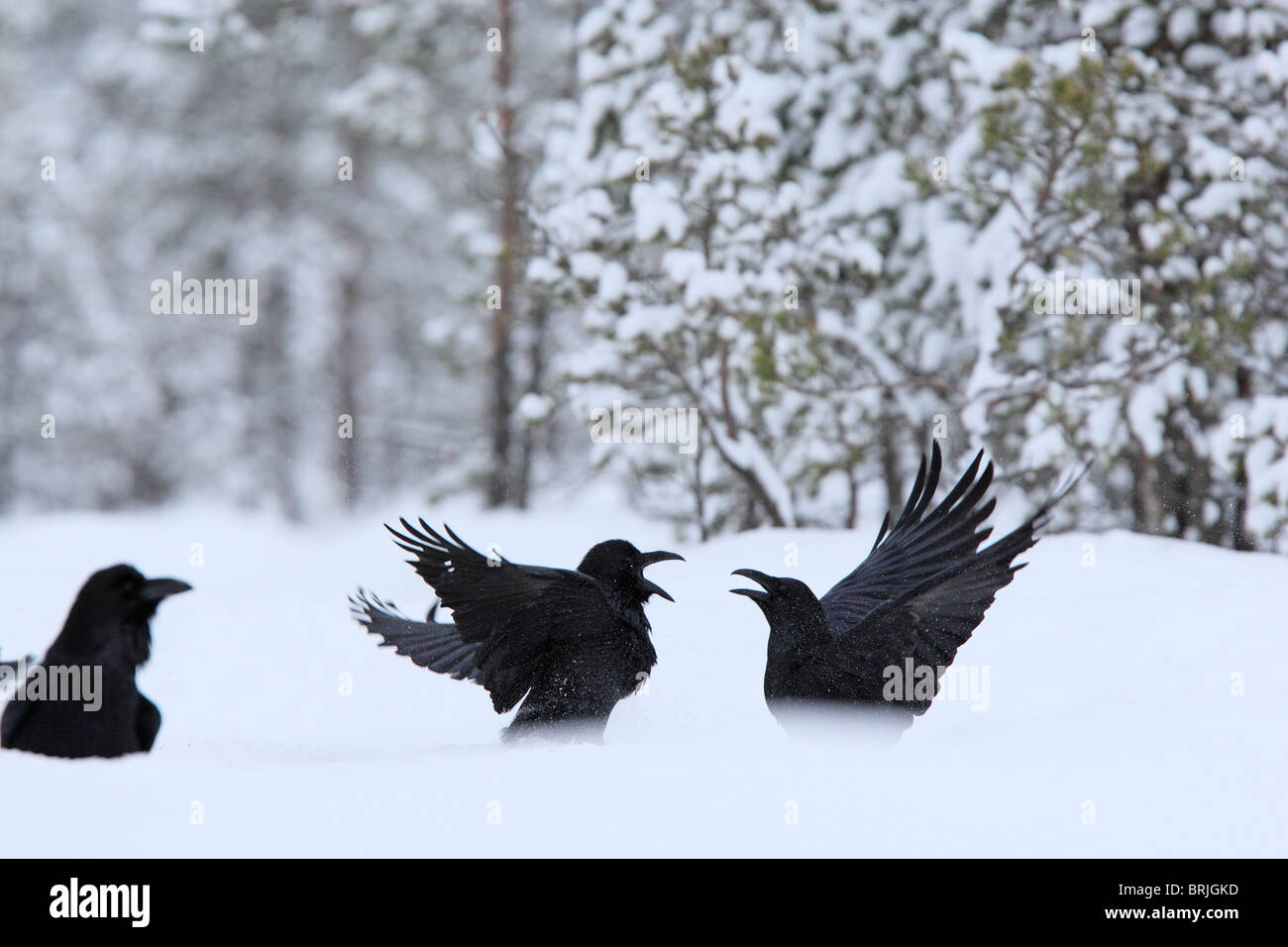 Grand Corbeau (Corvus corax) lutte contre Banque D'Images