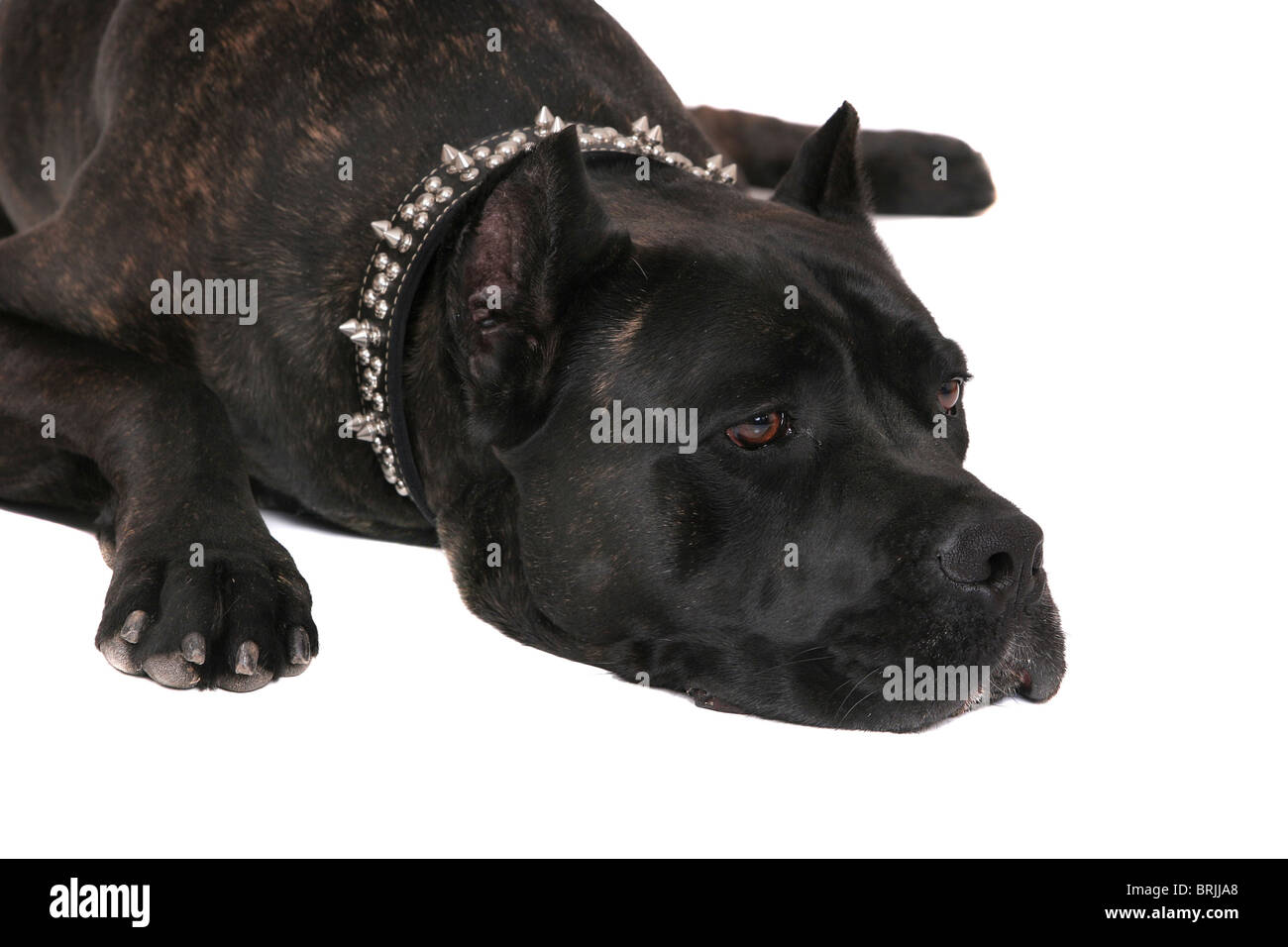 Un triste à très grand dogue noir sur blanc photographie fixant Banque D'Images