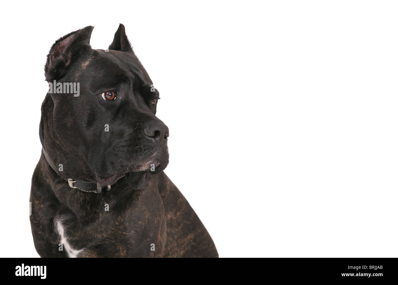 Closeup Portrait of a Black Bull mastiff chien de compagnie sur fond blanc à la recherche en copyspace. format horizontal. Banque D'Images