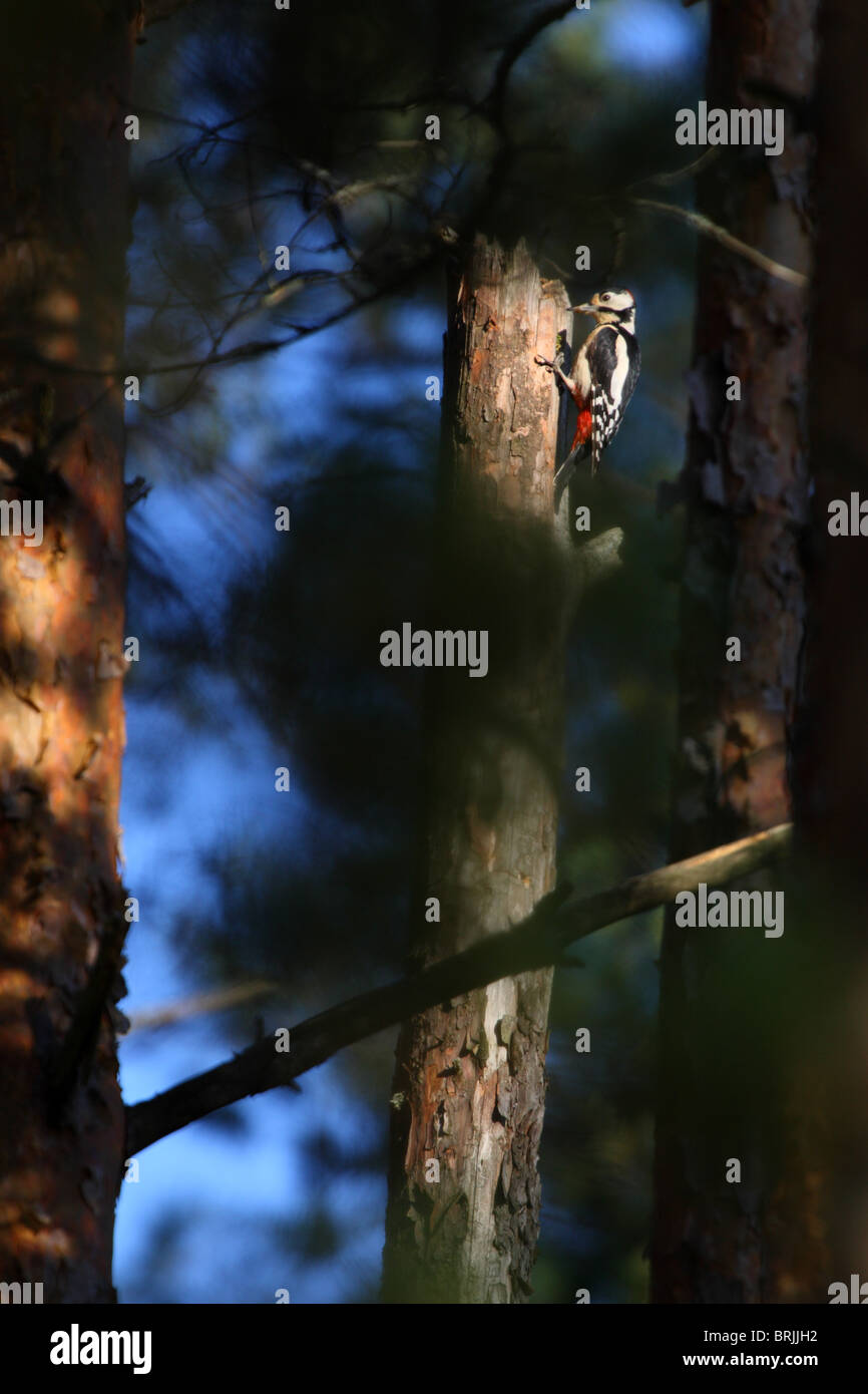 Great Spotted Woodpecker Banque D'Images