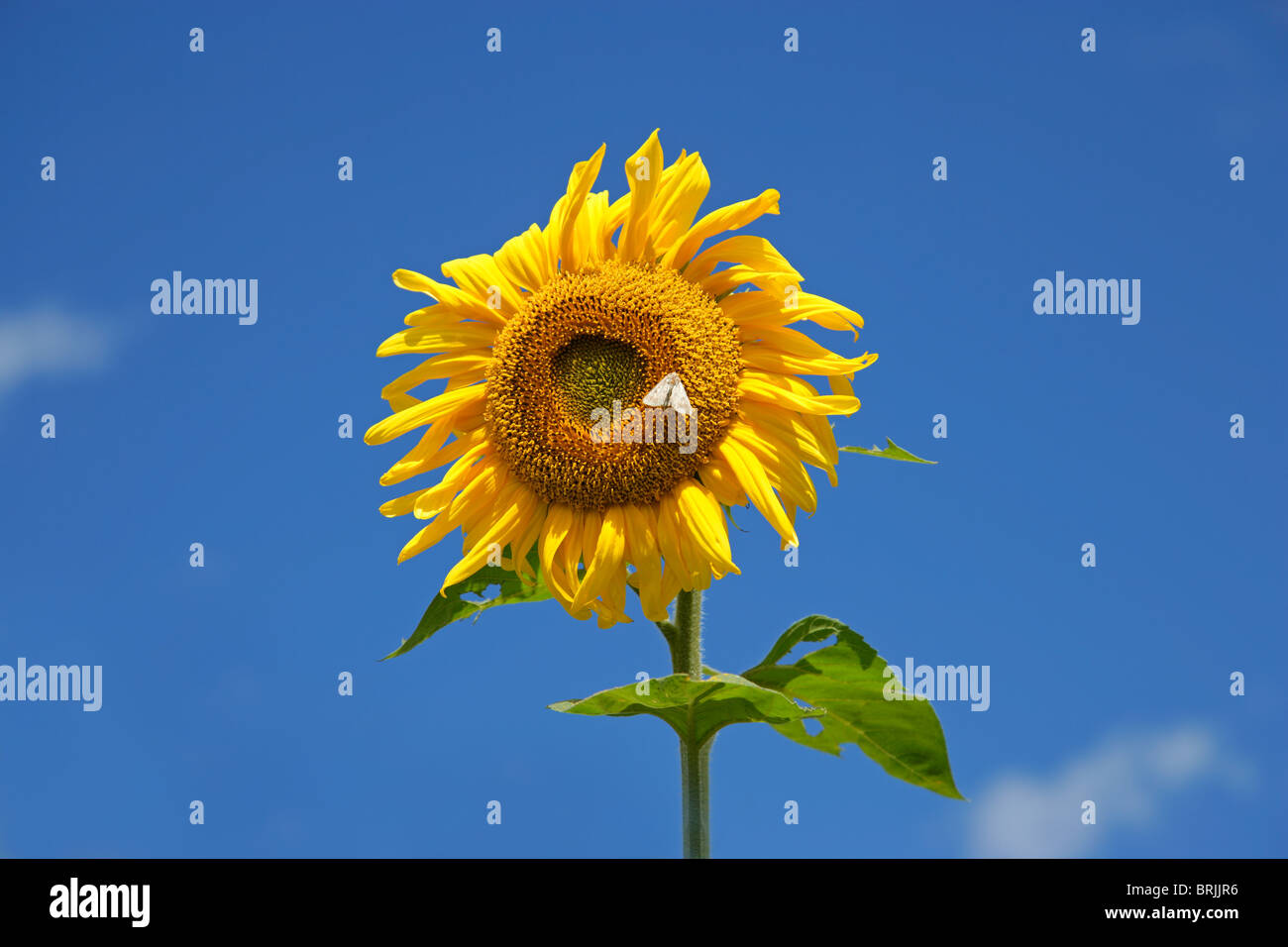 Tournesol jaune contre un ciel bleu Banque D'Images