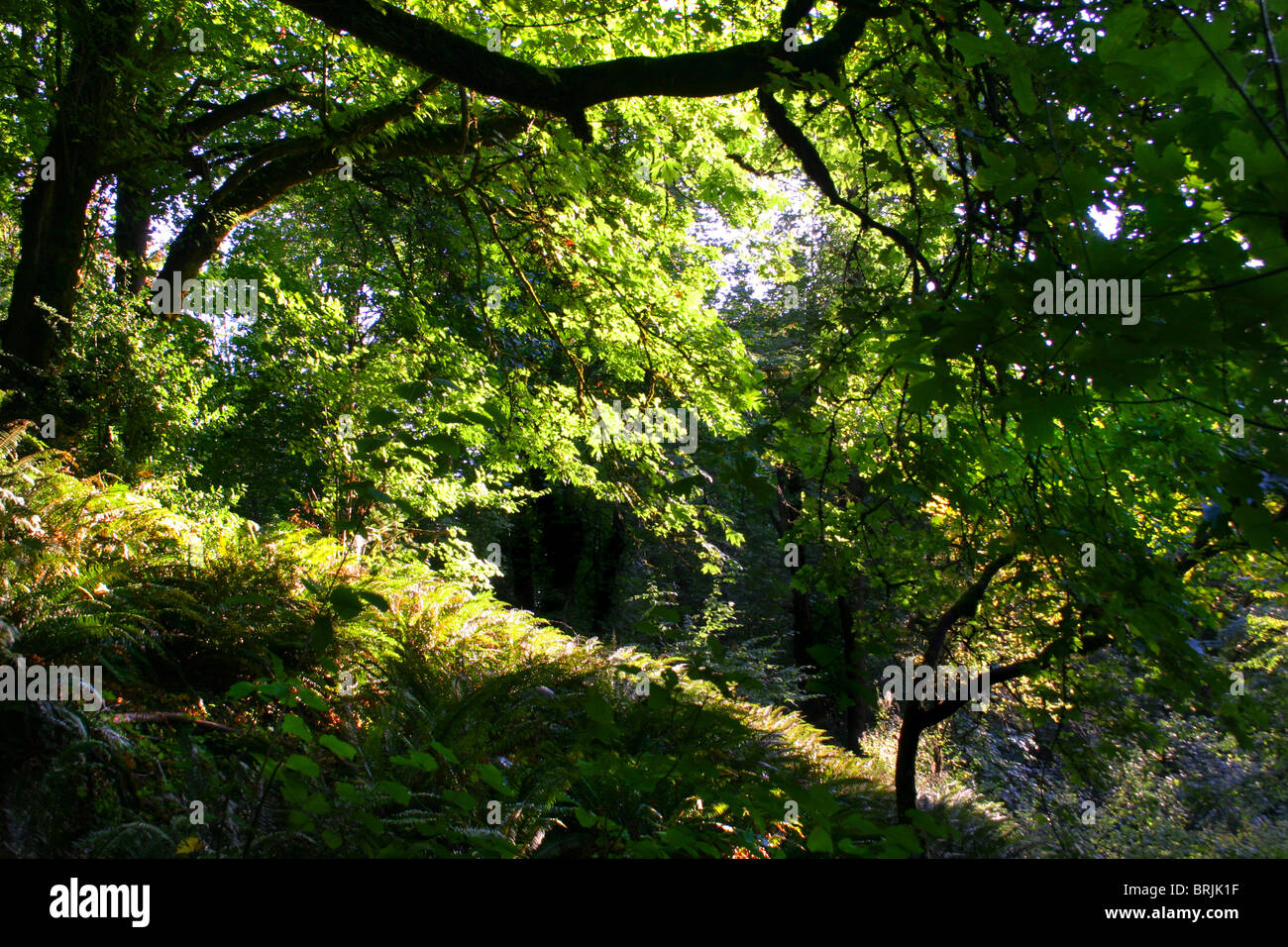 Le soleil qui rayonne à travers les arbres sur une colline raide forêt de feuillus à feuilles caduques. L'Orégon Bigleaf Maple trees, Vert Fougères. Banque D'Images