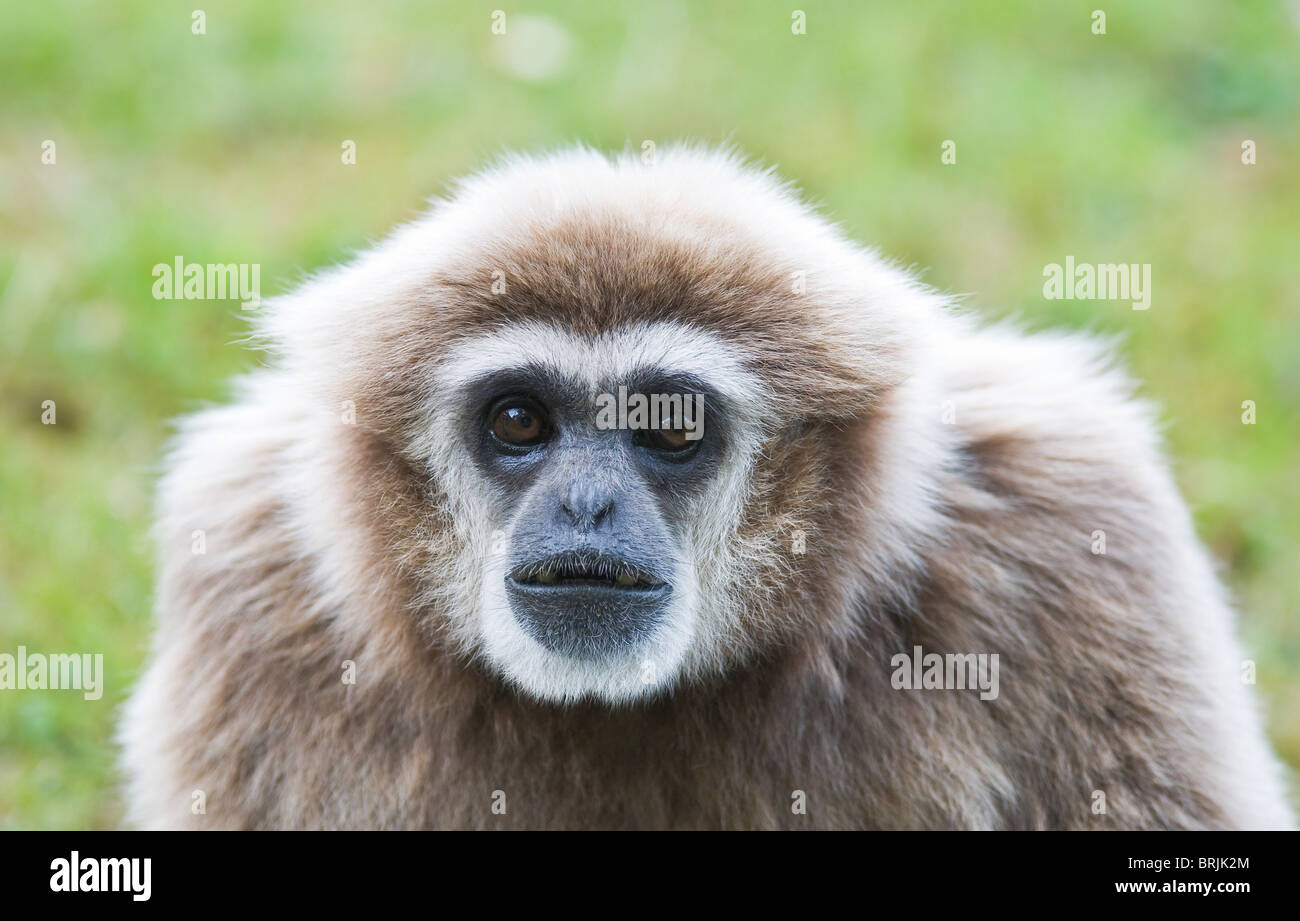 Gibbons (Hylobates lar) - seule femelle adulte Gibbons en close-up - Juillet, le zoo de Planckendael, Belgique, Europe de l'Ouest Banque D'Images