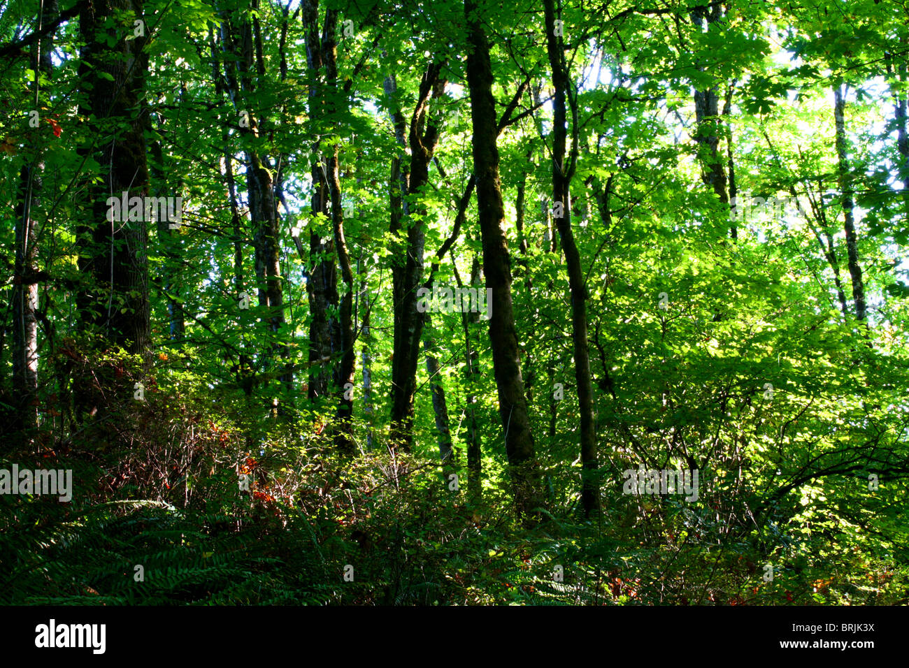 La forêt de feuillus des petits arbres, de l'Orégon Bigleaf Maple vu avec rétroéclairage ; lumineux et sombres feuillages feuilles et troncs d'arbre. Banque D'Images