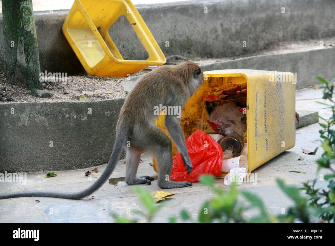 Macaque au Batu Caves, Malaisie Banque D'Images