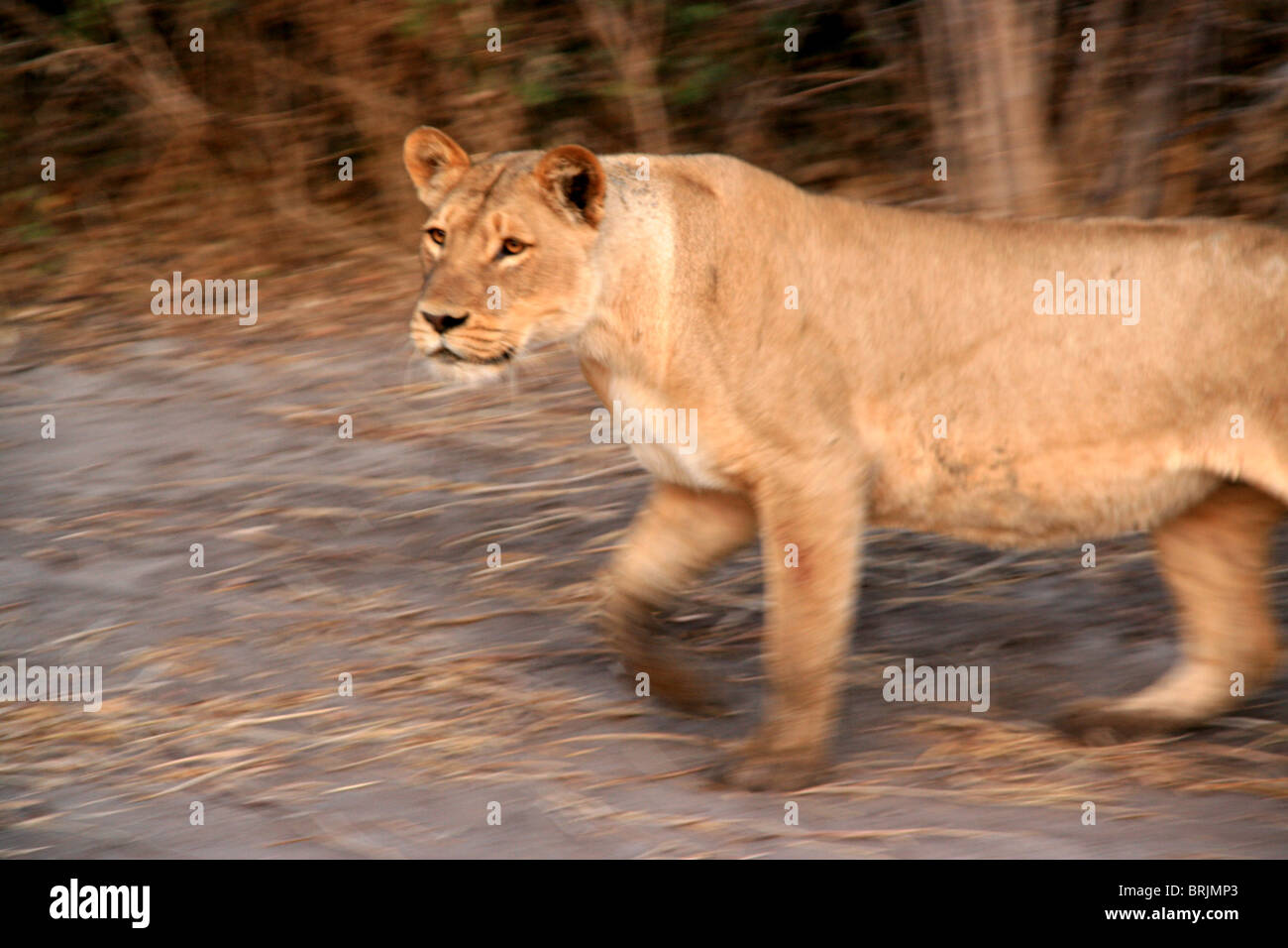 La faune dans le Maasai Mara, Kenya Banque D'Images