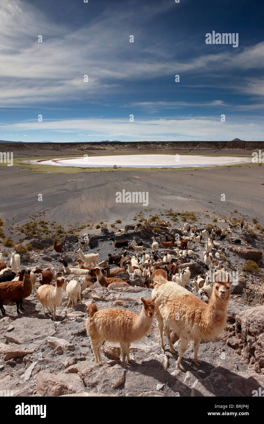 Un troupeau de lama dans un cratère volcanique sur l'altiplano, c Castiloma, Bolivie Banque D'Images
