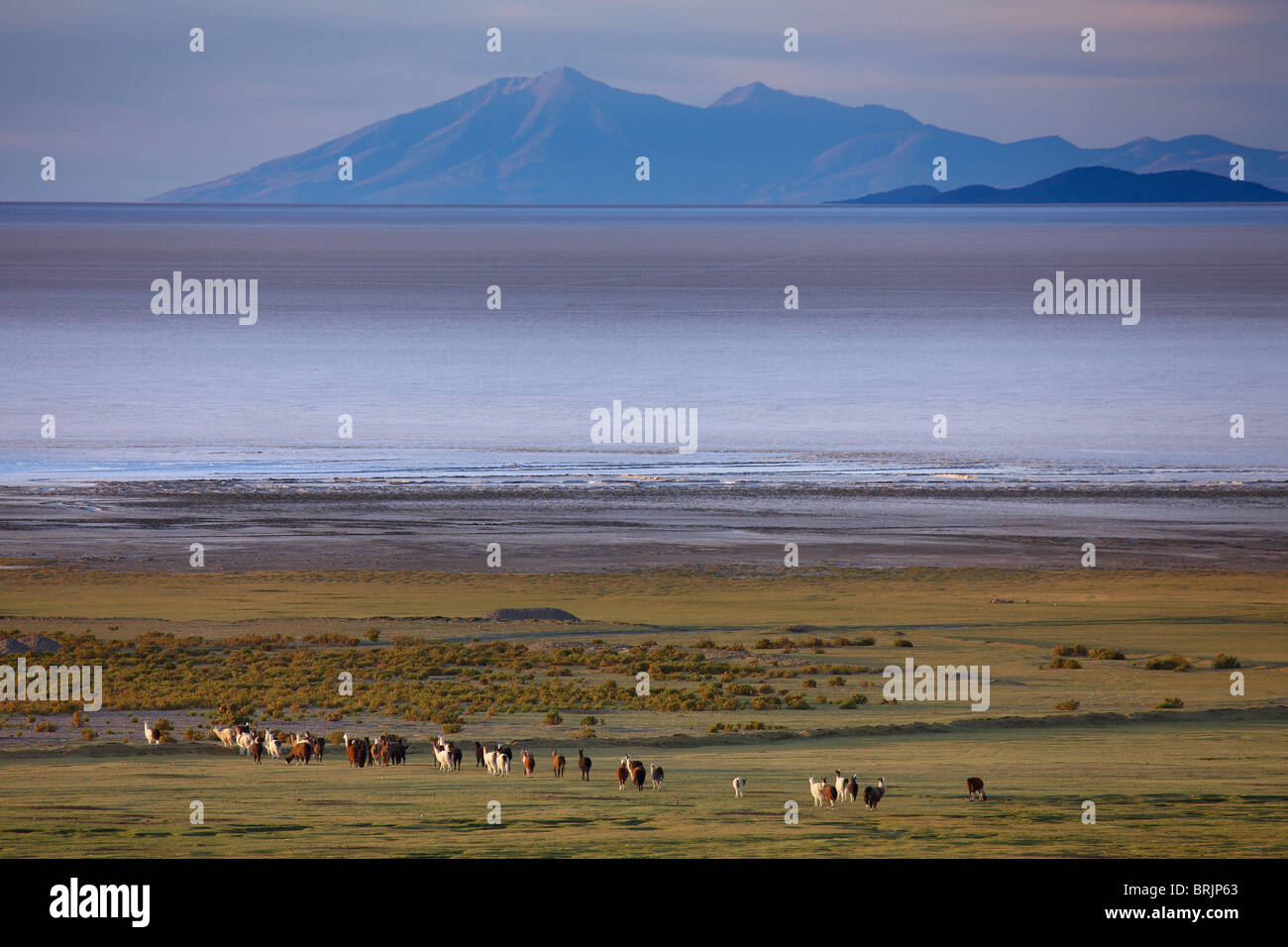 Les lamas sur le bord du Salar de Uyuni à l'aube, Bolivie Banque D'Images
