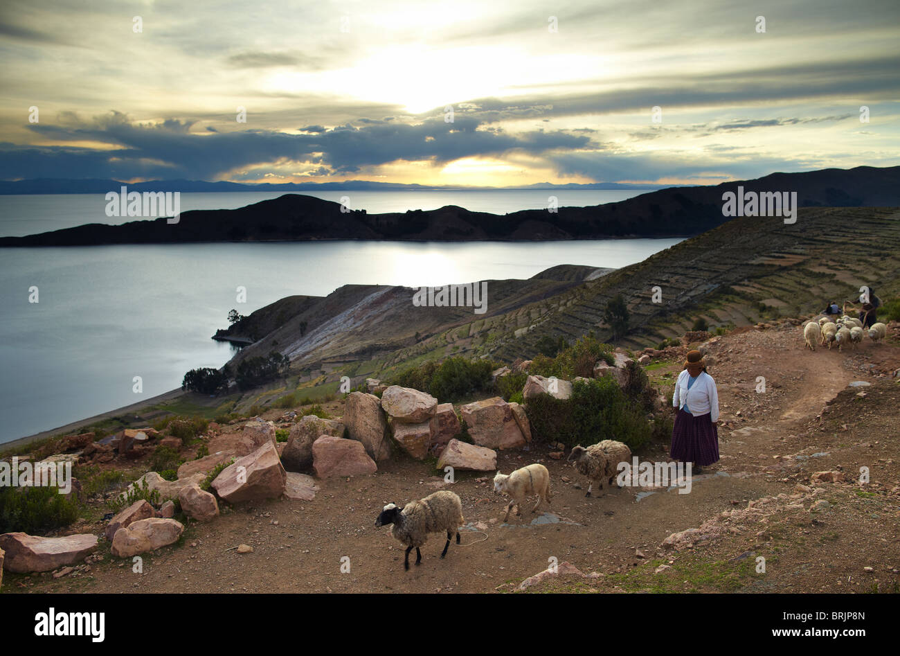 Une femme avec des moutons, l'Isla del Sol, le Lac Titicaca, en Bolivie Banque D'Images