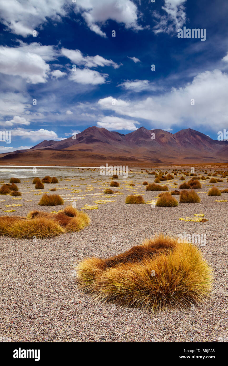 La région reculée de high desert, et les volcans de l'altiplano bolivien, près de Tapaquilcha Banque D'Images
