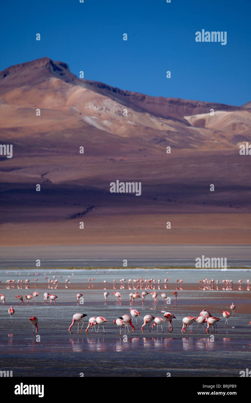 Les flamants de James sur la Laguna Colorada, Eduardo Avaroa, Réserve nationale de faune andine Bolivie Banque D'Images