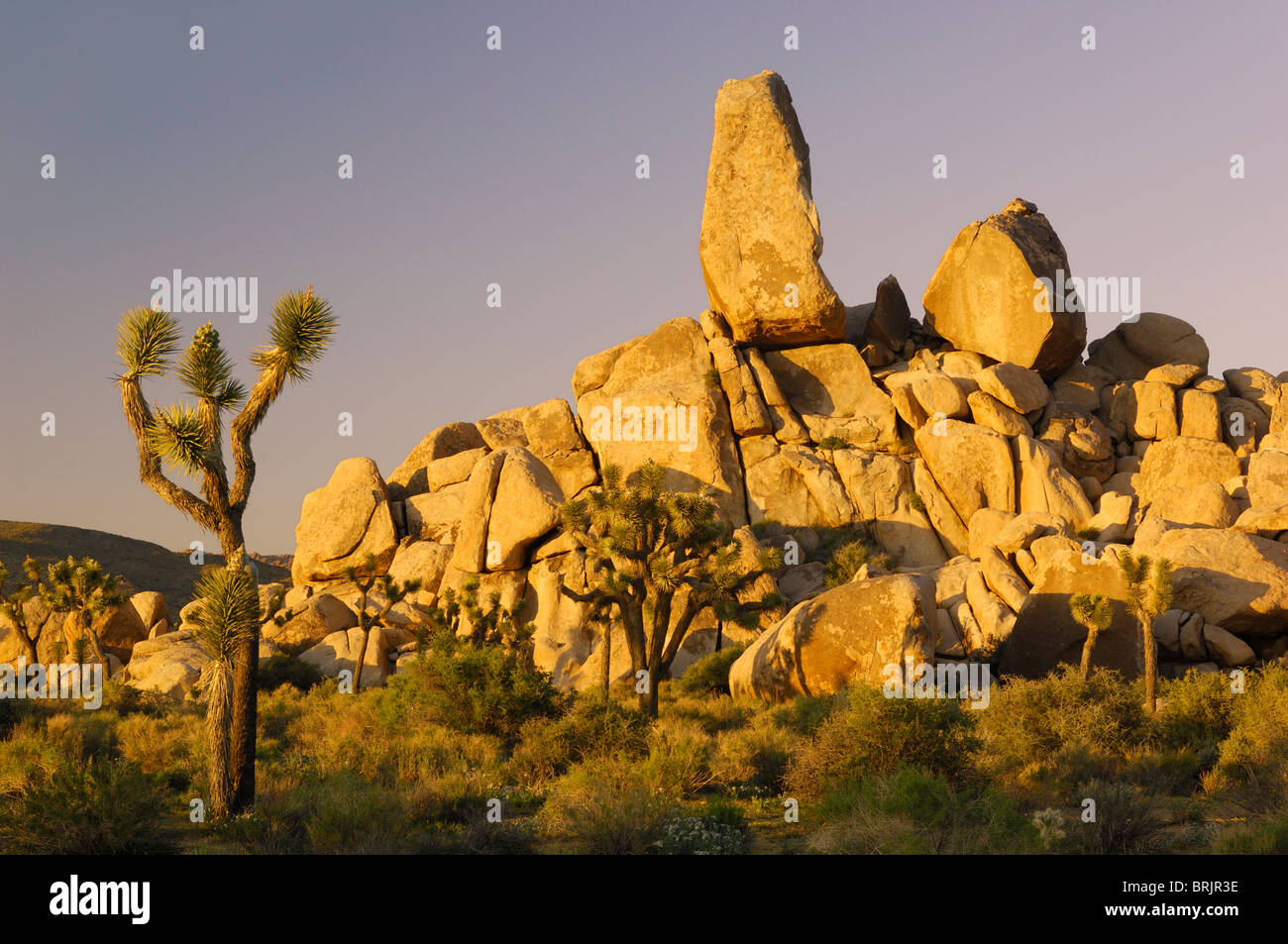 Rocky landcape avec Joshua trees, (Yucca brevifolia) à Joshua Tree National Park, Californie, USA. Banque D'Images