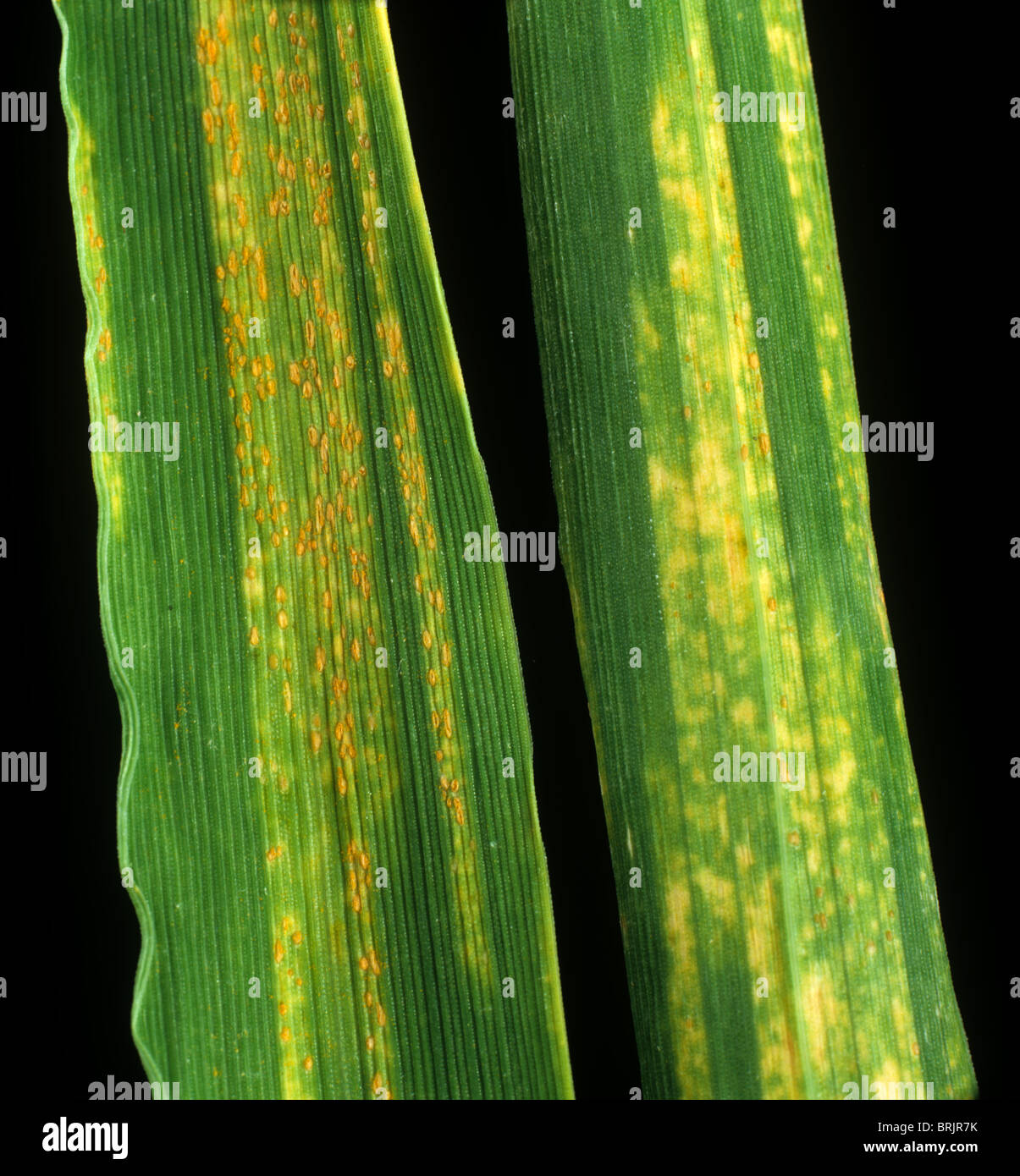 Bande jaune ou rouille, Puccinia striiformis, sur les feuilles d'orge d'hiver malades Banque D'Images Bande jaune ou rouille, Puccinia striiformis, sur les feuilles d'orge d'hiver malades Banque D'Images