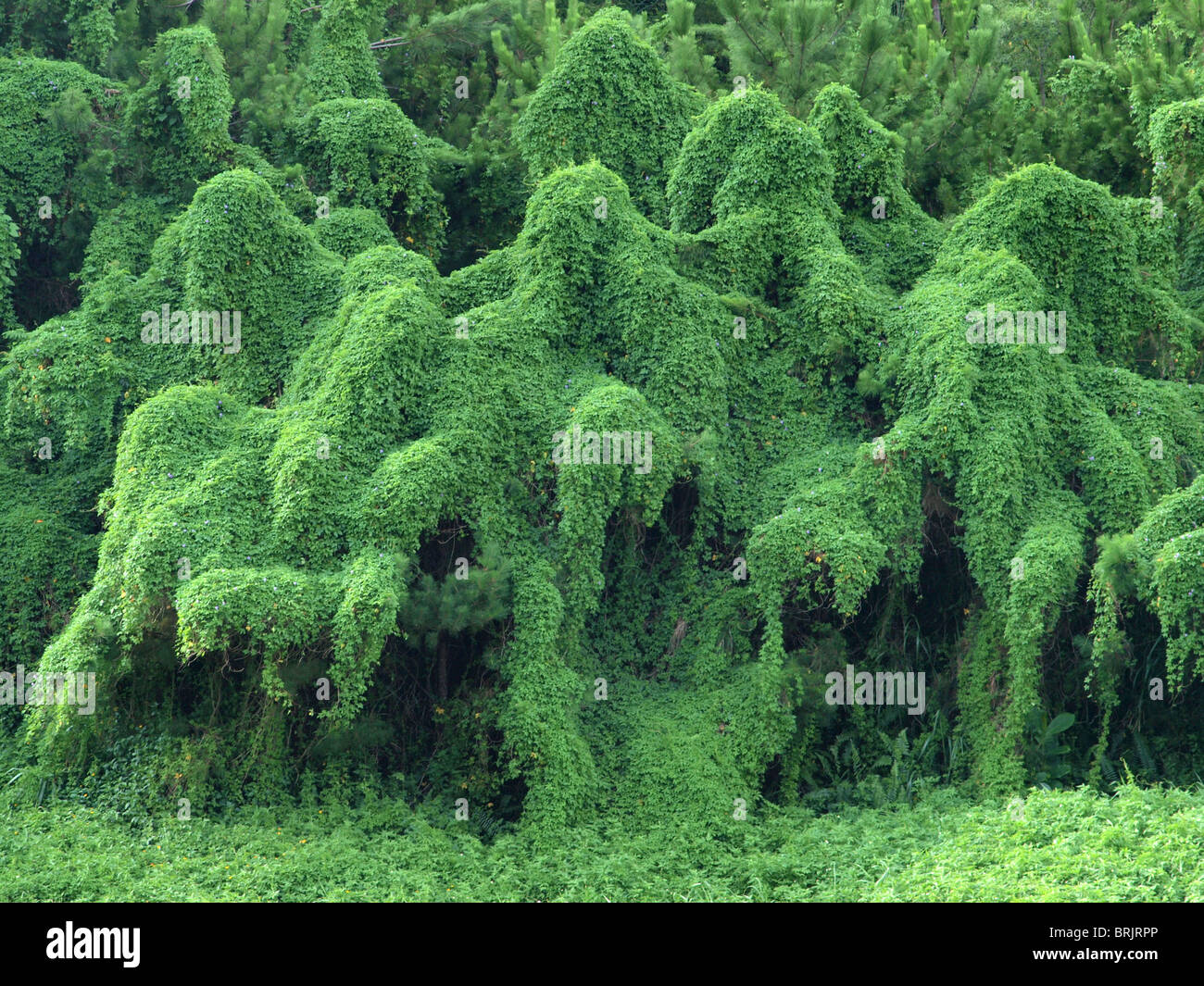Arbres effrayant qui ressemblent à des monstres. Banque D'Images