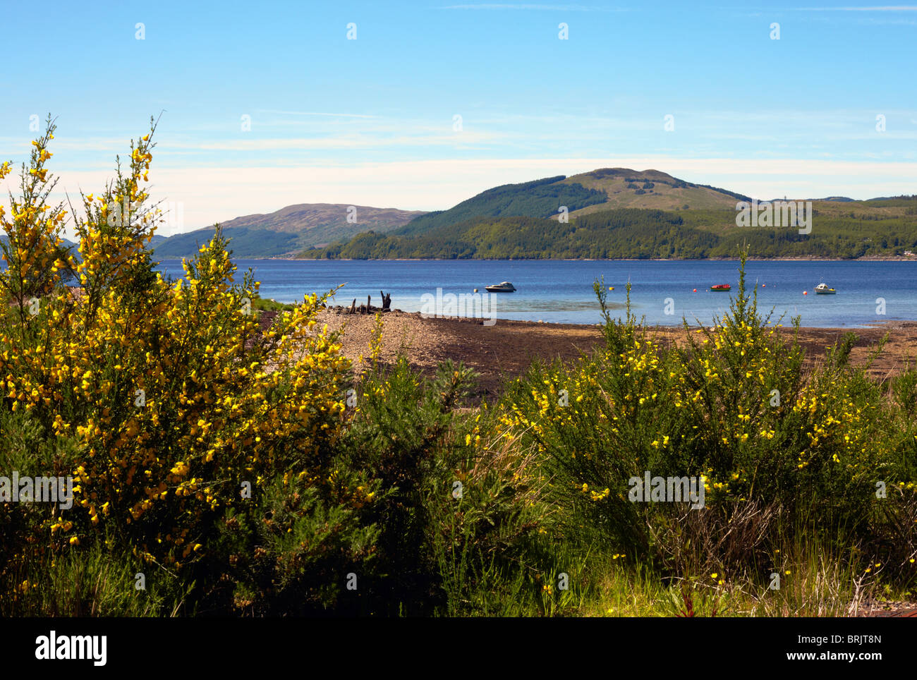 Vue sur le Loch Fyne de Strachur Bay, Nr Inveraray, Argyll. L'Écosse. Avec balai et l'ajonc en fleur Banque D'Images