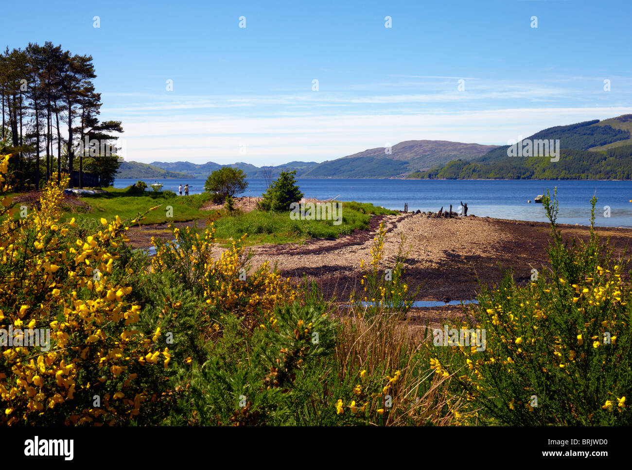 Vue sur le Loch Fyne de Strachur Bay, Nr Inveraray, Argyll. L'Écosse. Avec balai et l'ajonc en fleur Banque D'Images