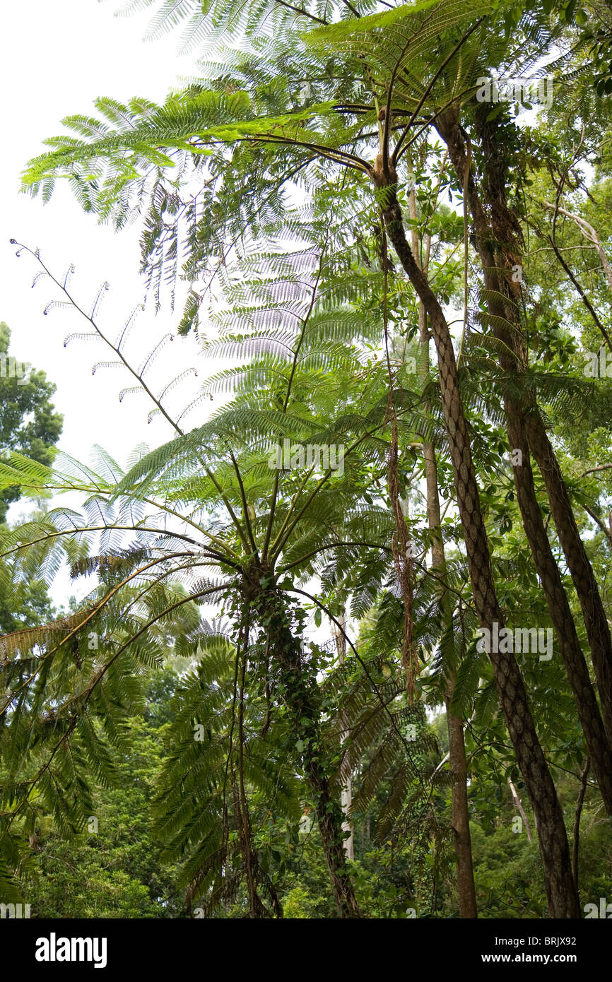 Acacia melanoxylon tree à Santo da Serra - Madeira Banque D'Images