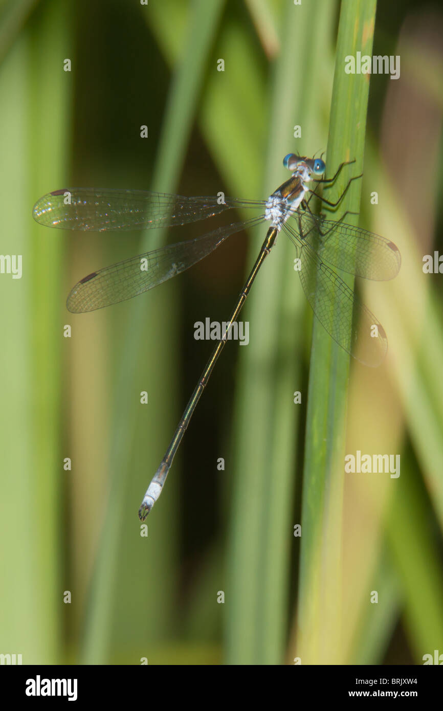 Swamp Spreadwing (Lestes vigilax) Libellule - Mâle Banque D'Images