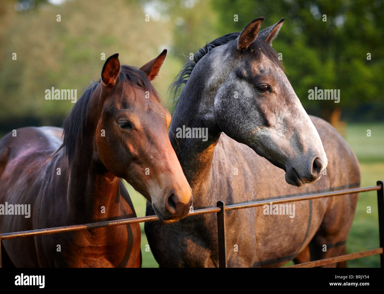 chevaux champ mousse mère mare herbe cheval Banque D'Images