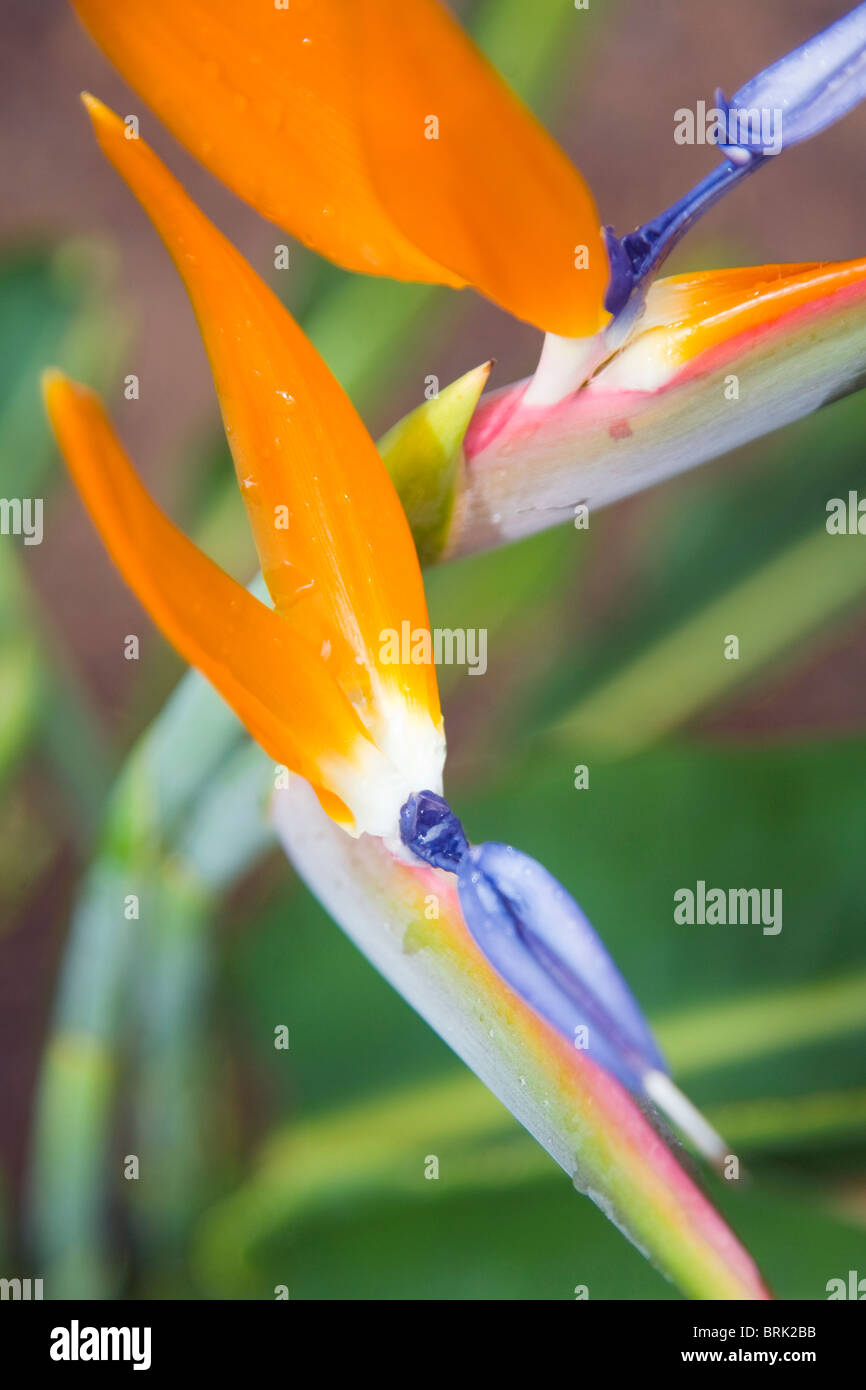 Strelitzia reginae fleurs Banque D'Images