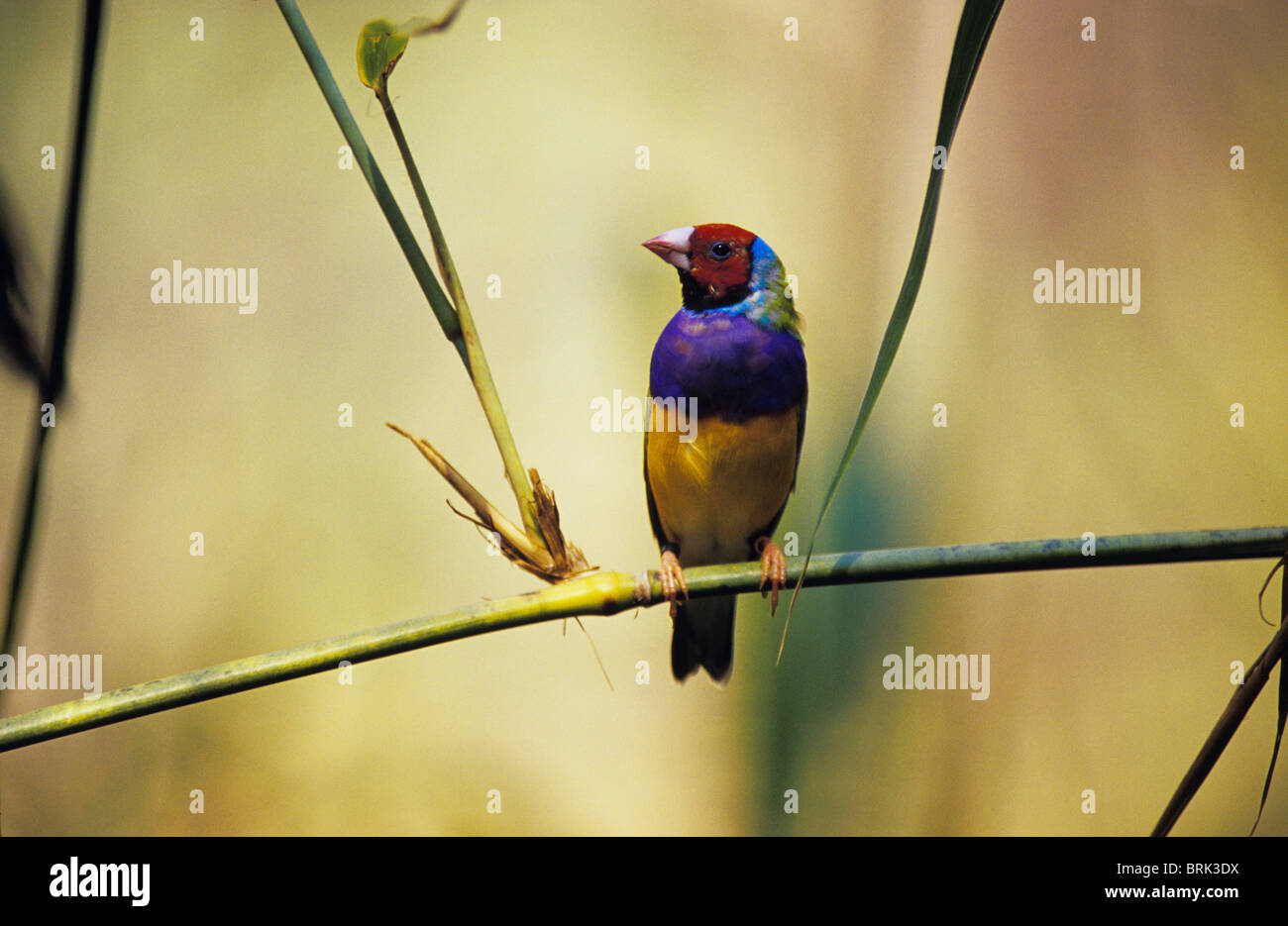 Une disparition colorés Gouldian Finch se percher sur une tige de roseau. Banque D'Images