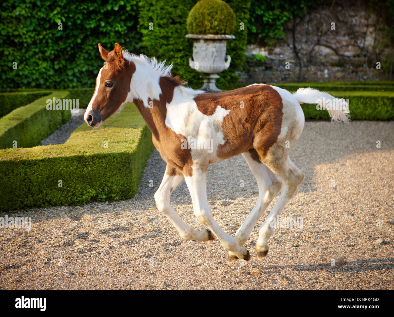 chevaux champ mousse mère mare herbe cheval Banque D'Images