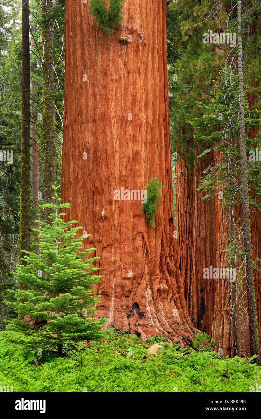 Séquoias Géants, ou Californie Redwoods, en séquoia et King Canyon National Park Banque D'Images