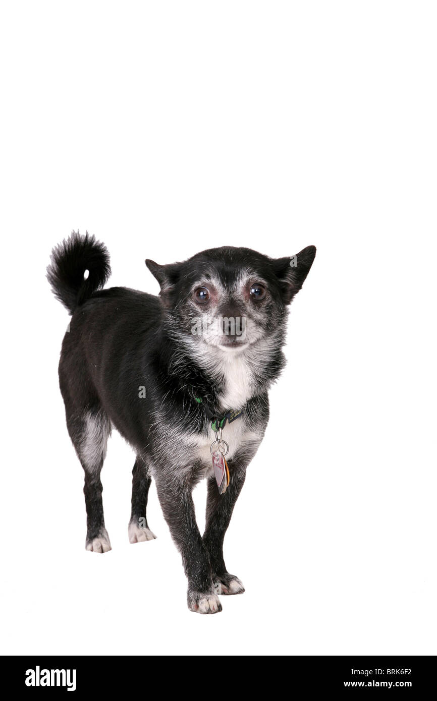Un cute black chien seul isolé sur fond blanc Banque D'Images