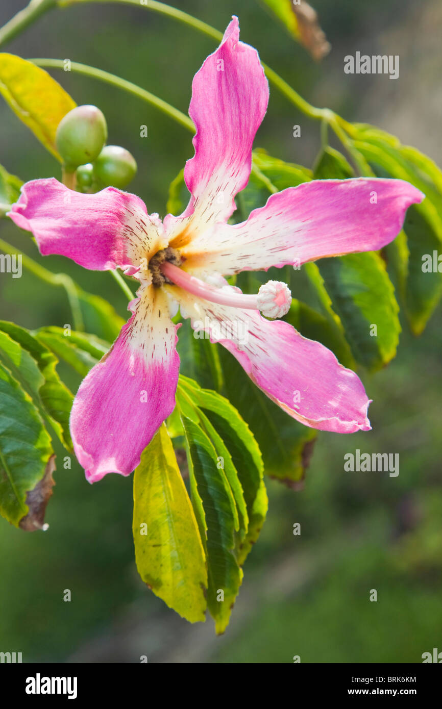 De soie ou kapokier à fleurs : Chorisis speciosa Banque D'Images