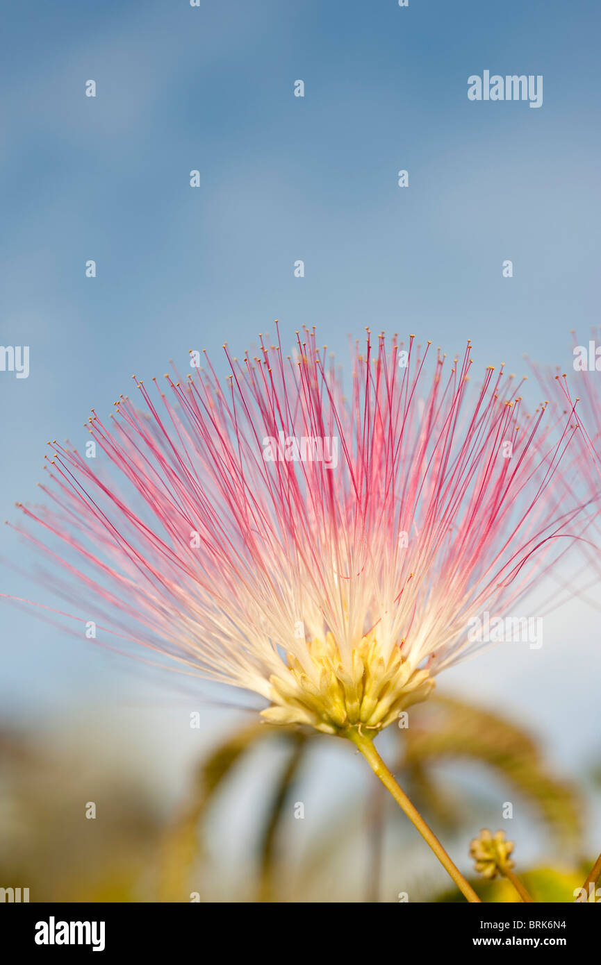 Arbre à soie persans Albizia julibrissin fleur Banque D'Images