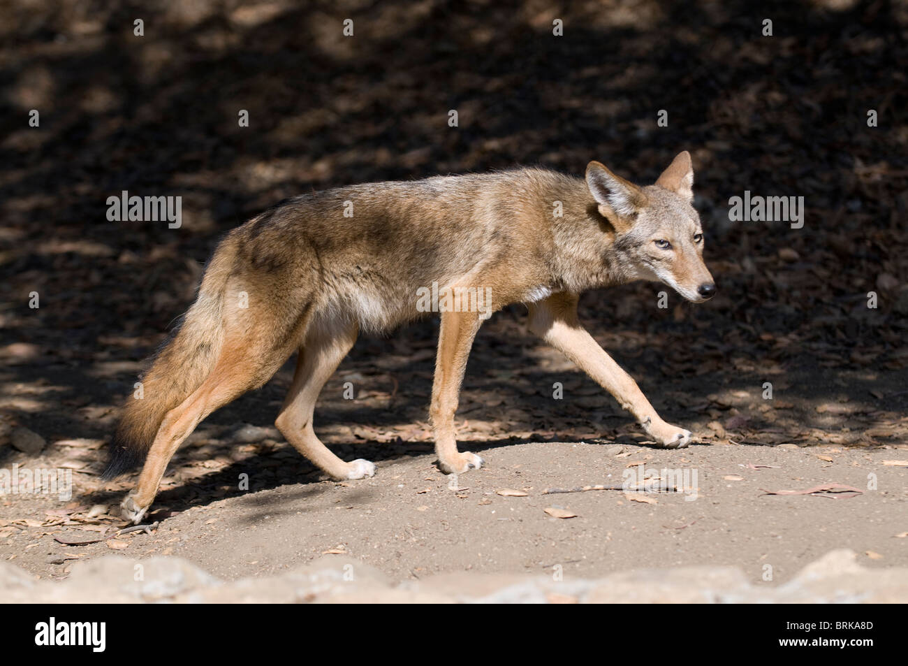 Le Coyote (Canis latrans) dans Griffith Park à Los Angeles. Banque D'Images