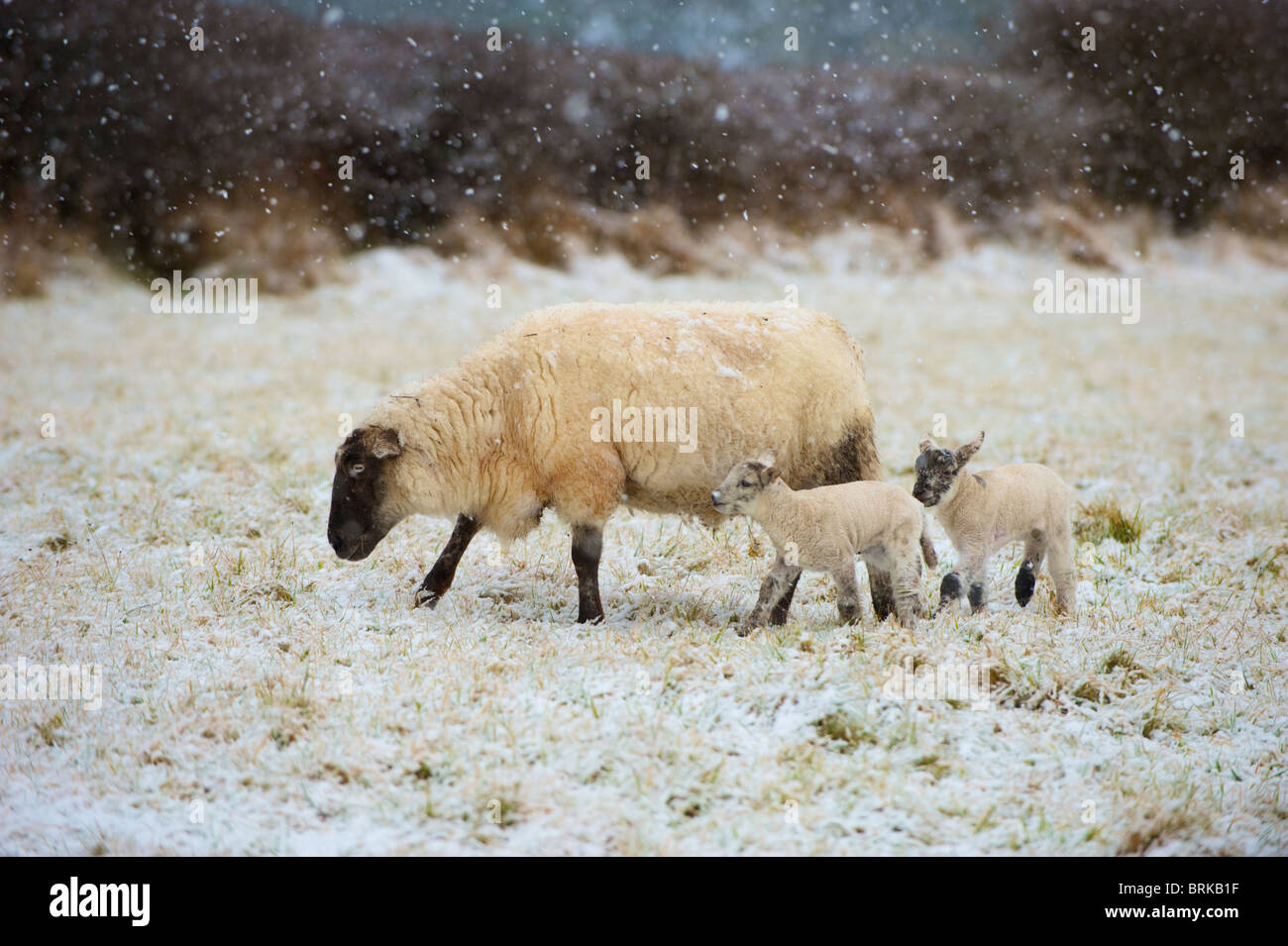 Moutons et agneaux dans un champ couvert de neige dans l'ouest de l'Irlande Banque D'Images