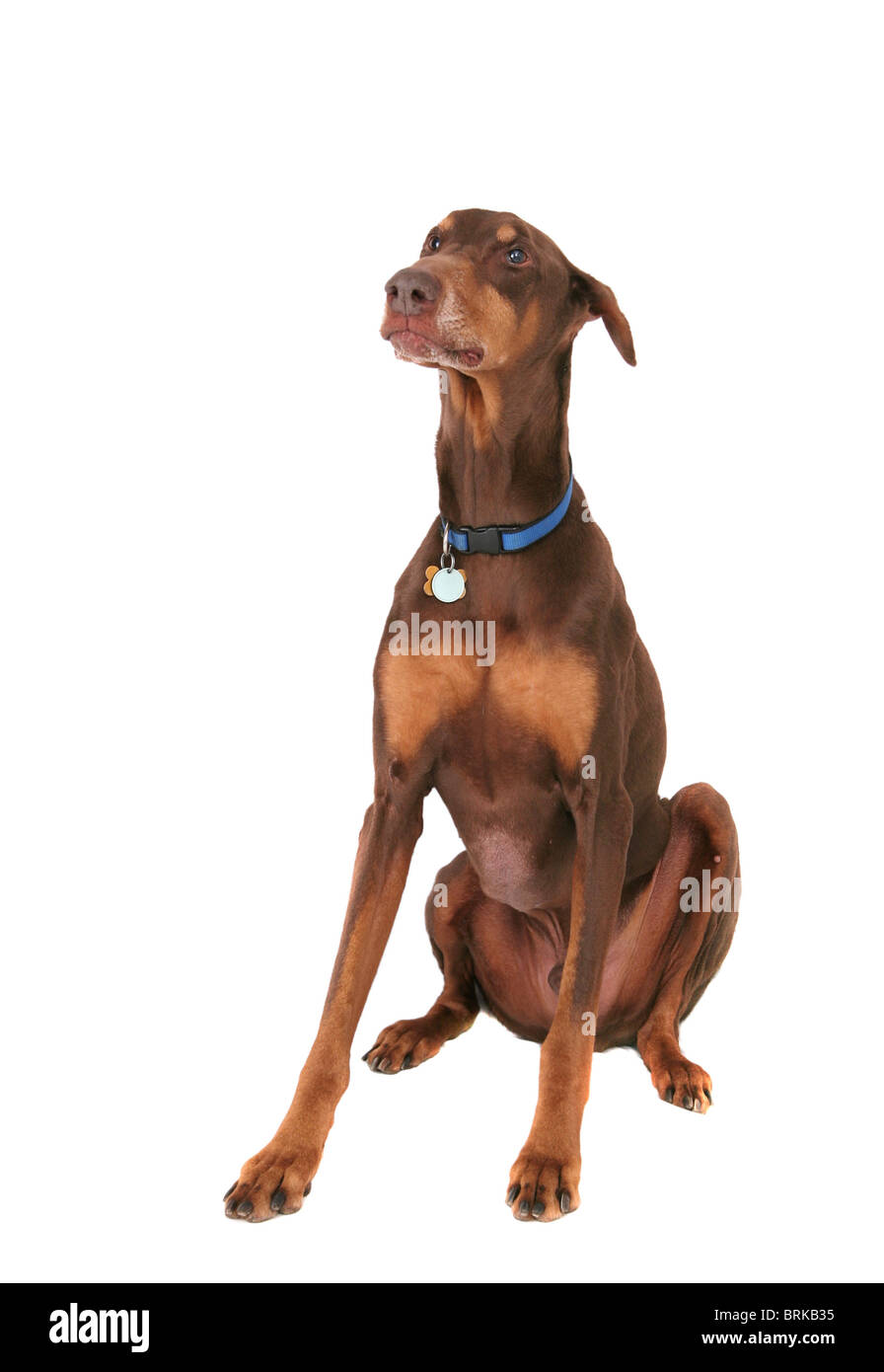 L'un brun mignon chien assis seul isolé sur fond blanc Banque D'Images
