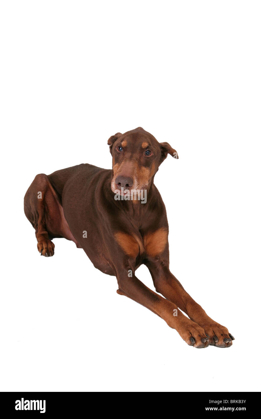 L'un brun mignon chien assis seul isolé sur fond blanc Banque D'Images