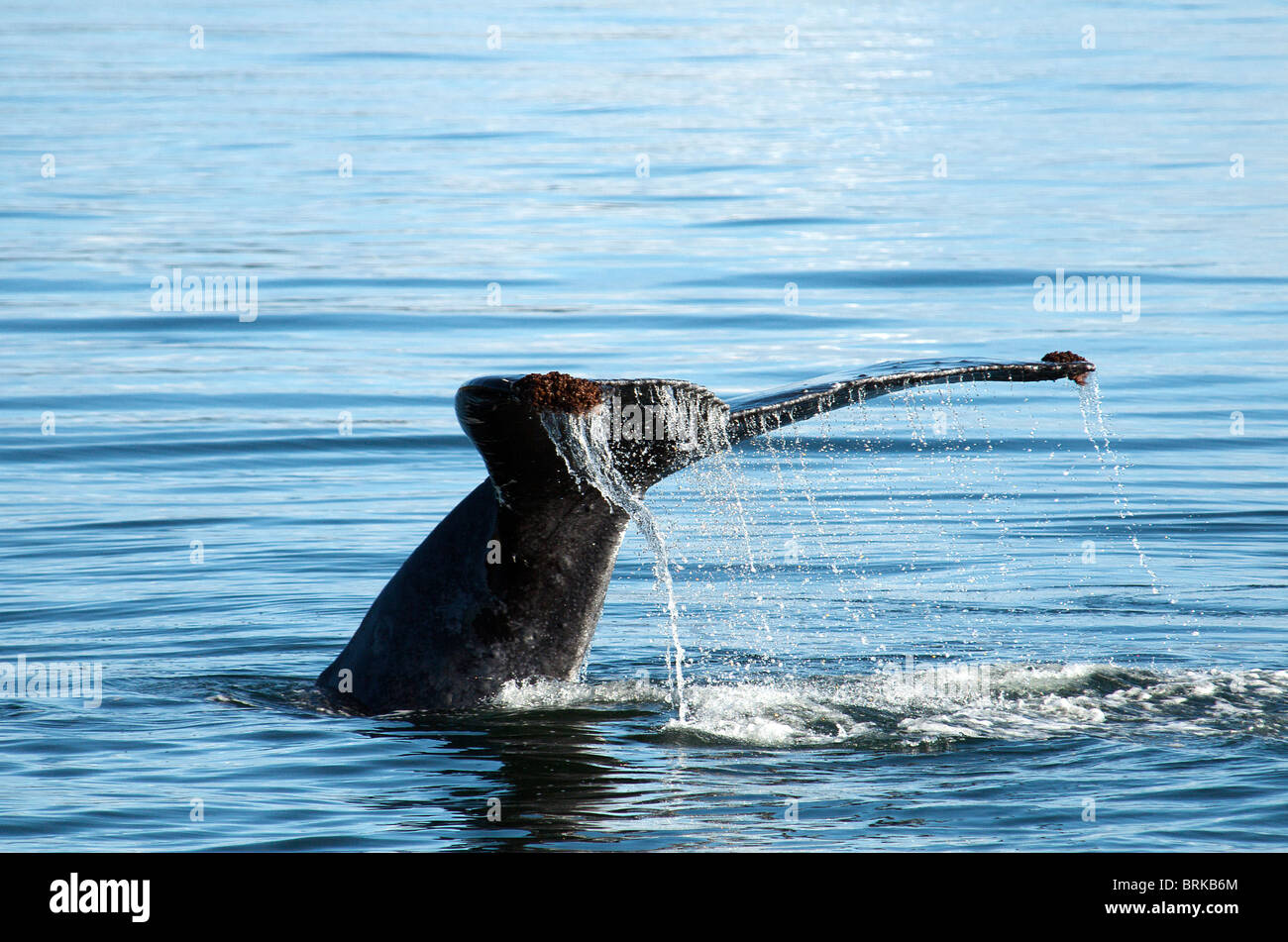 Dérive ou coup de baleine à bosse à propos de plonger le passage de l'intérieur de l'Alaska États-Unis Banque D'Images