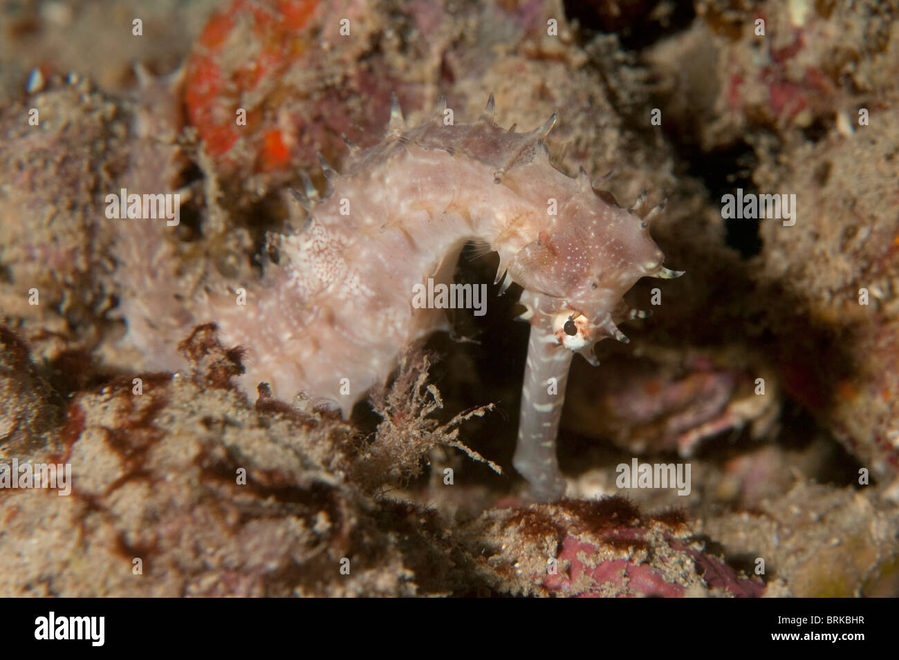 Un hippocampe épineux sur un récif en Indonésie. Banque D'Images