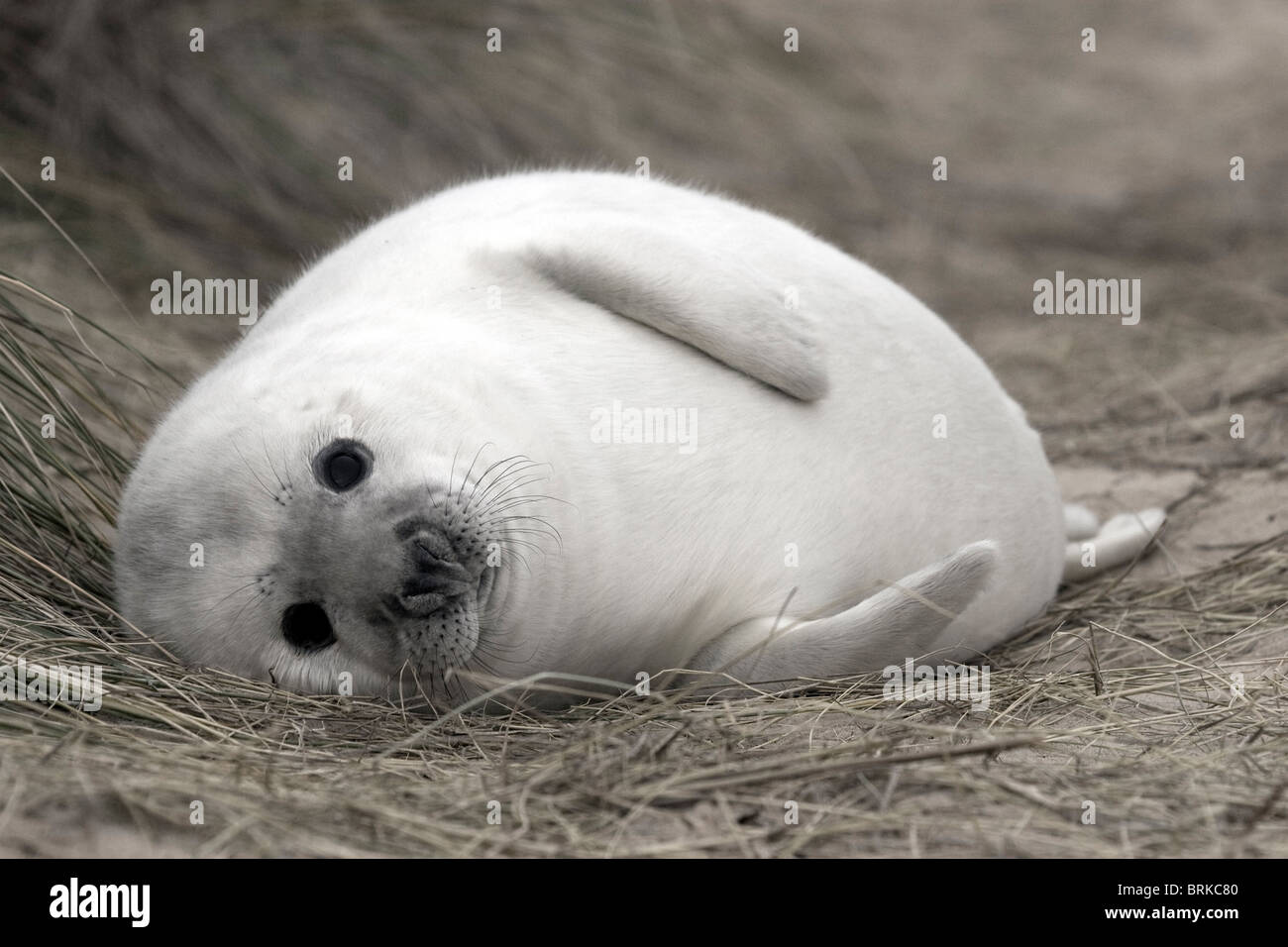Phoque gris (Halichoerus grypus) dans les dunes de sable Banque D'Images
