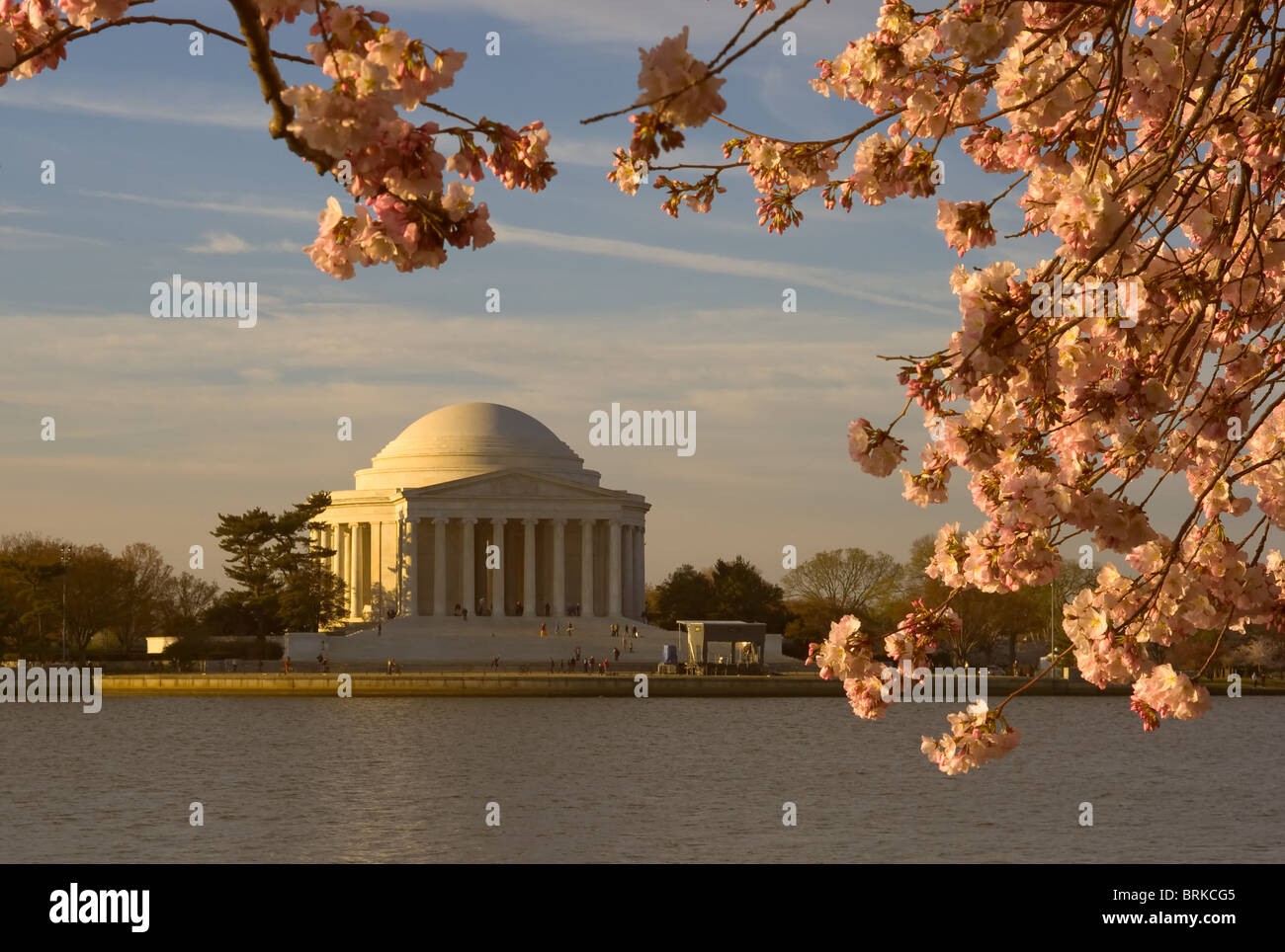 Jefferson Memorial encadrée par les fleurs de cerisier peu après le lever du soleil, Washington, DC Banque D'Images