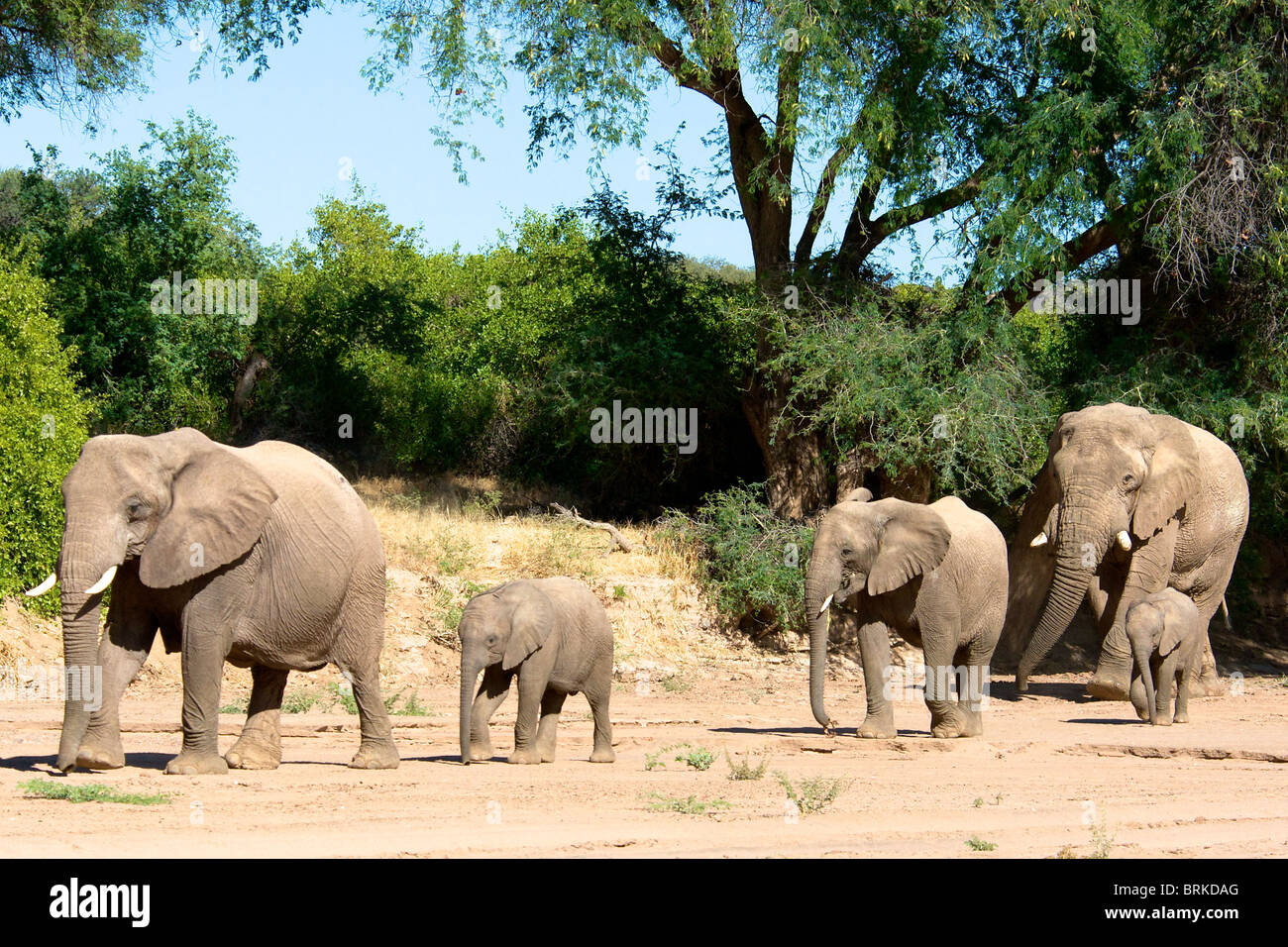 Adapté du Désert éléphants (Loxodonta africana), se déplaçant le long du lit de la rivière Huab sèche dans le Damaraland, Namibie. Banque D'Images