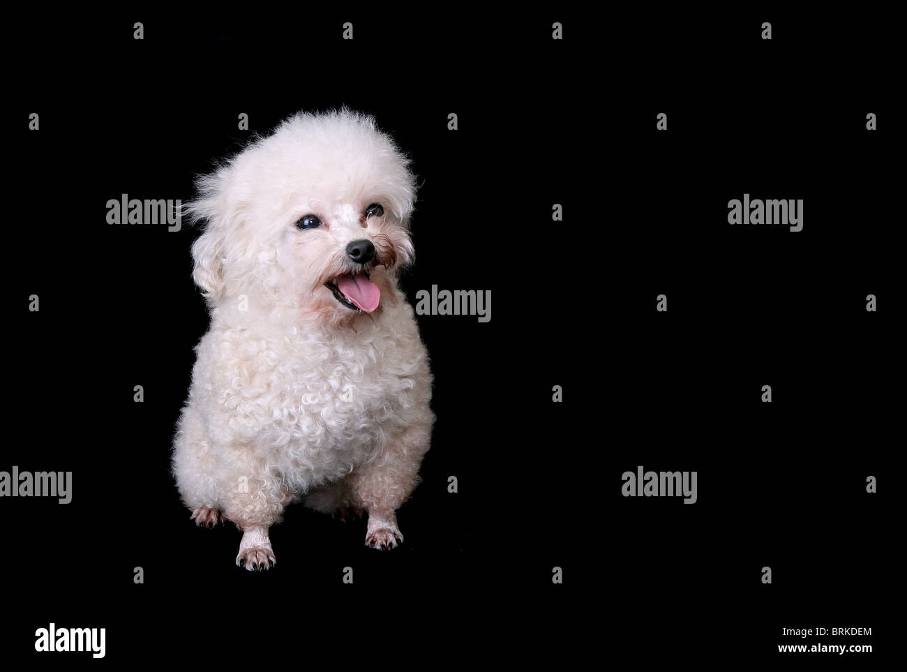 L'un souriant blanc chien seul isolé sur un fond noir Banque D'Images