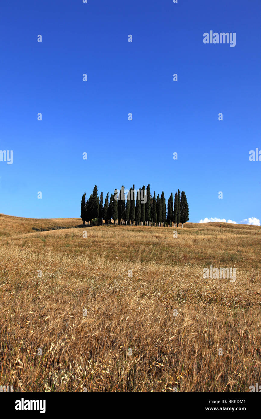 Des arbres sur la colline parlementaire, Val d'Orcia, Toscane, Italie Banque D'Images