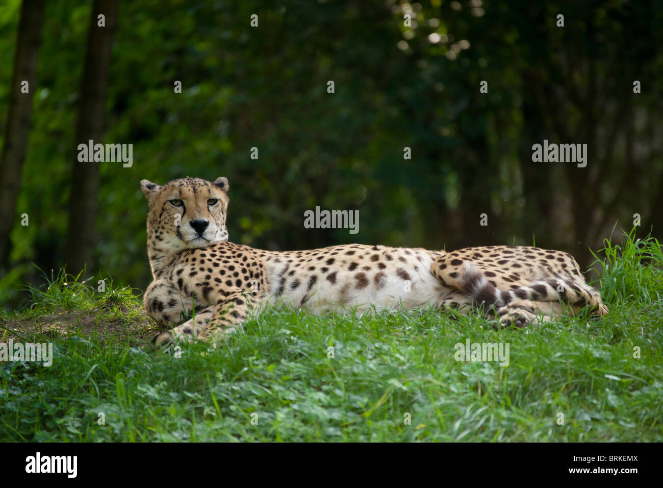 Zoo de Cologne - au repos, Guépard Acinonyx jubatus Banque D'Images