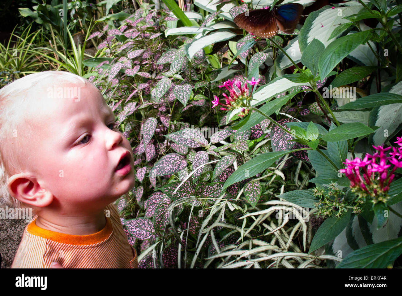 24 Aug 2010 garçon, âgés de un, et de papillon papillon Naturospace, Honfleur parc tropical, Normandie, France Banque D'Images