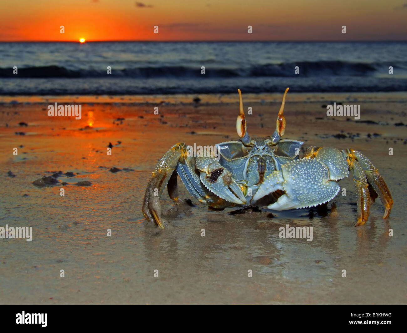Le crabe fantôme (Ocypode sp.) sur la plage au coucher du soleil, le Mozambique, l'Afrique du Sud Banque D'Images