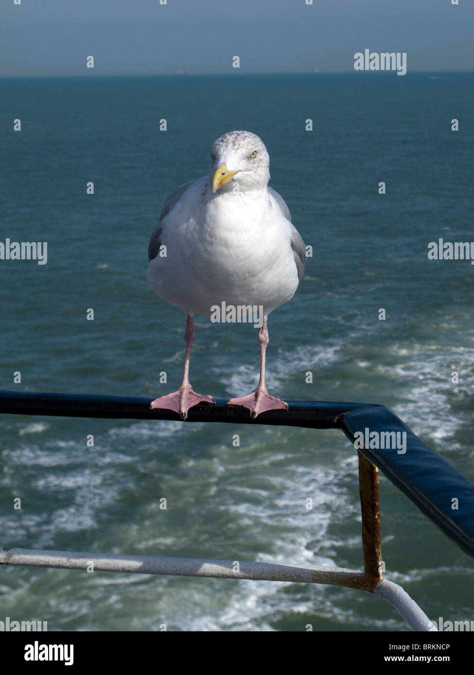 Une mouette les chapes d'un tour sur la main courante d'un ferry transmanche Banque D'Images